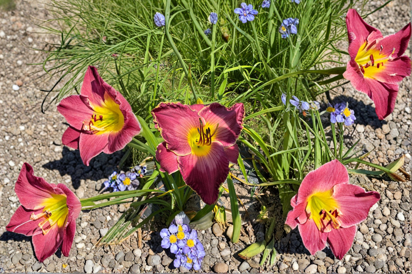 Daylily Bare Root Plants – Pink Purple Blooming Perennial Hemerocallis ‘Exquisitely Subversive’ Set of 3