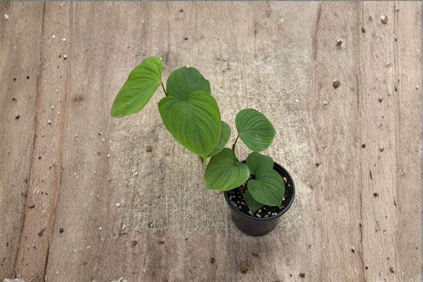 Philodendron Peru Live Plant 4 Inch Pot Indoor Climbing Houseplant Tropical Foliage