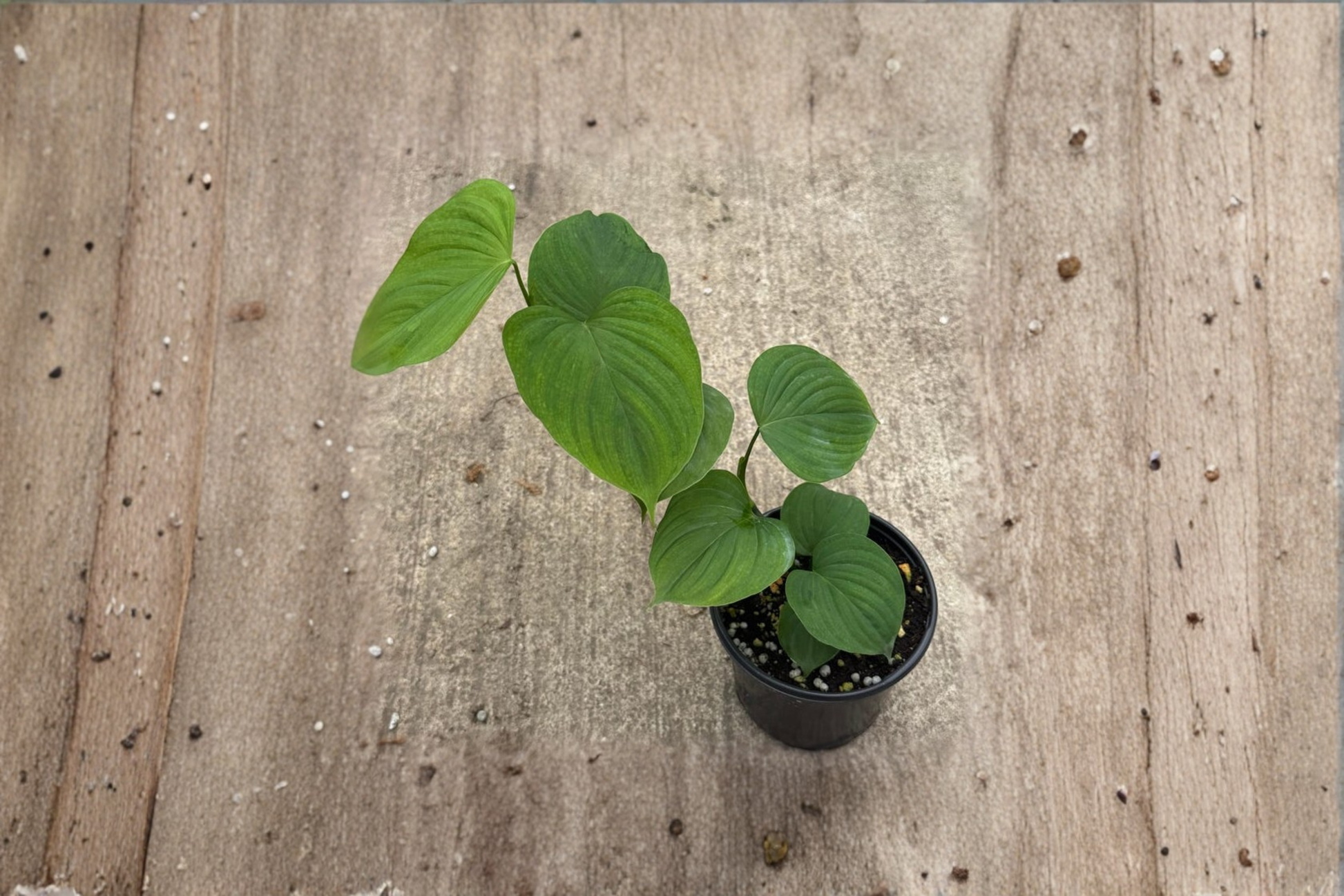Philodendron Peru Live Plant 4 Inch Pot Indoor Climbing Houseplant Tropical Foliage