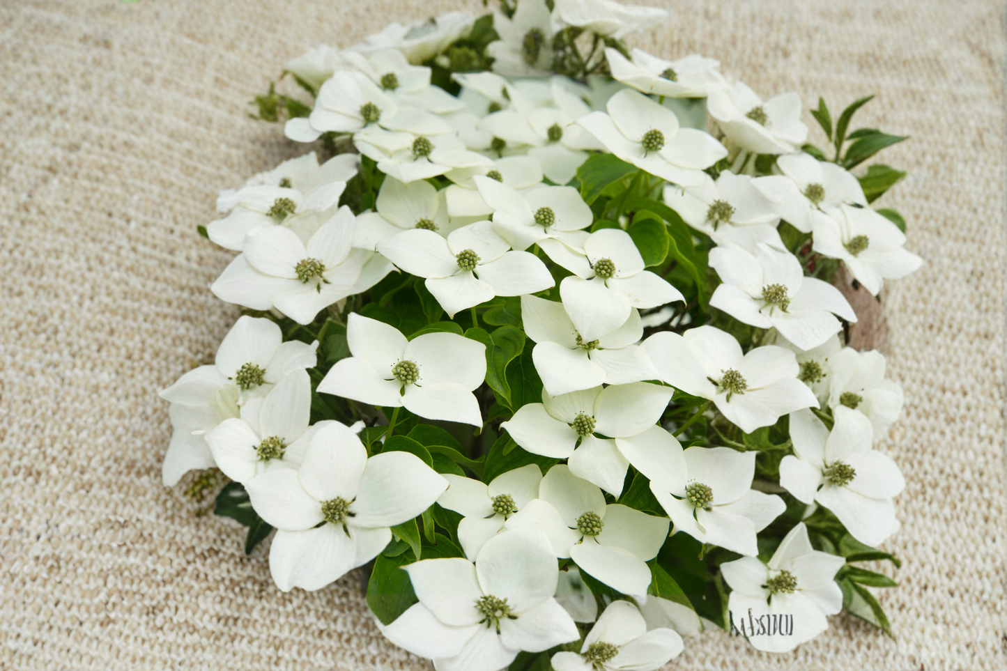 White Kousa Dogwood Live Plant – 4-5 Ft Tall, Cornus kousa, Ornamental Tree, Flowering, Landscape, Garden, Specimen
