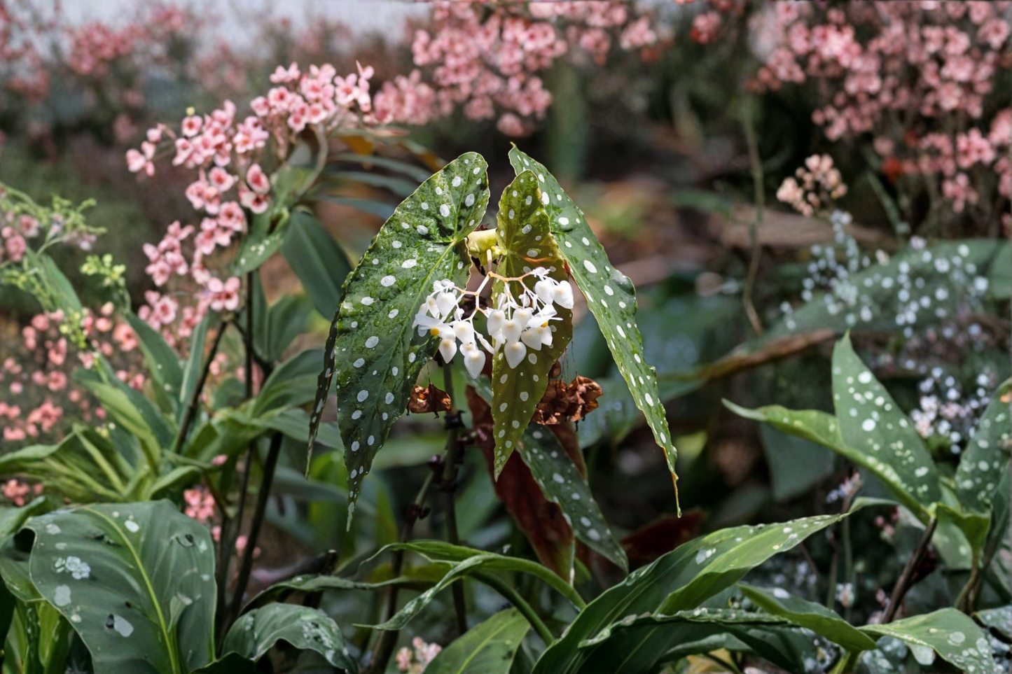 Begonia Maculata Live Plant, Polka Dot Foliage, Indoor Tropical Houseplant, Starter Cutting, Decorative Green with Silver Spots