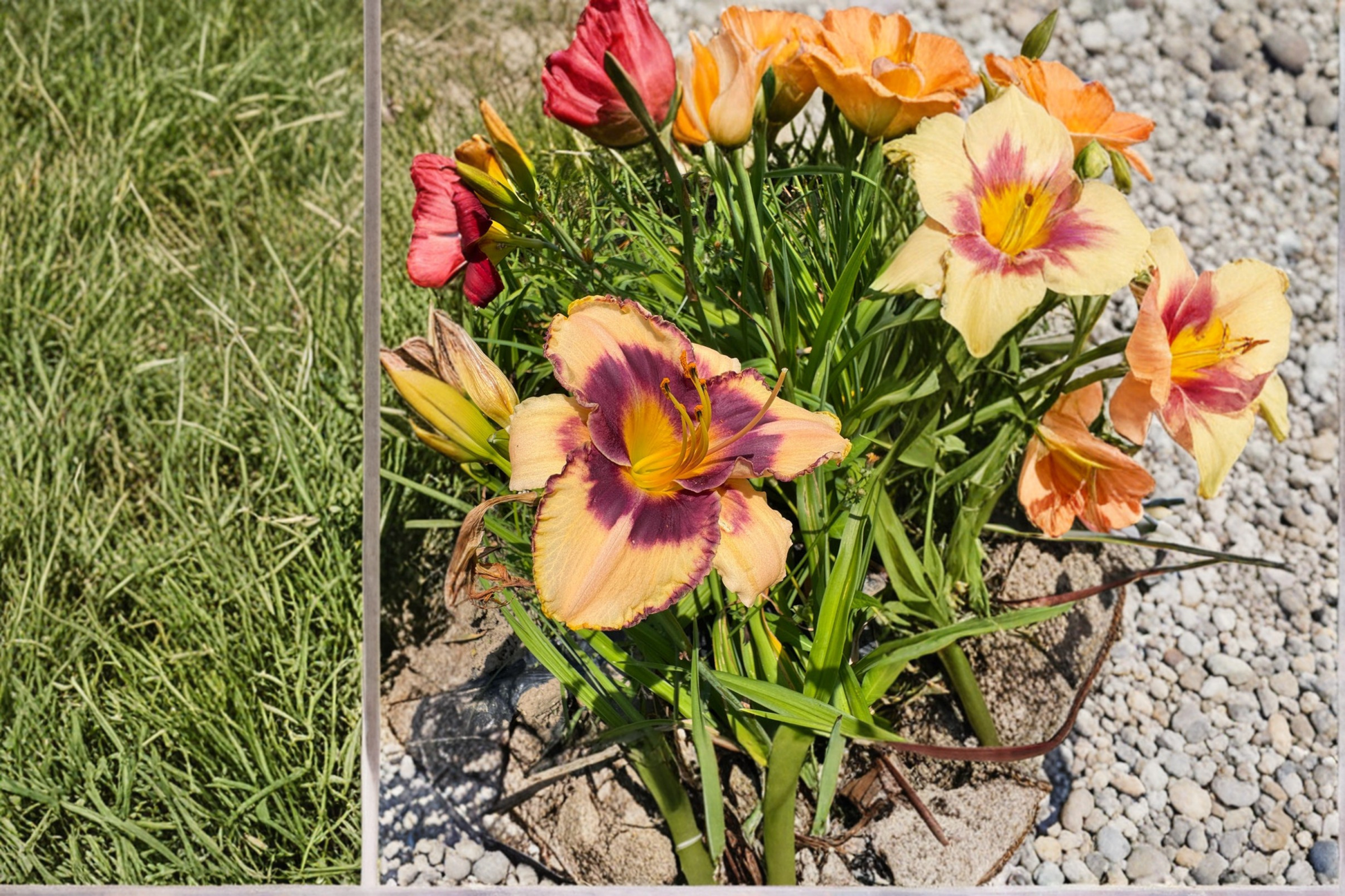 Daylily Bare Root Plants – Yellow ‘Moon Music’ Perennial for Summer Garden Flowers – Hemerocallis