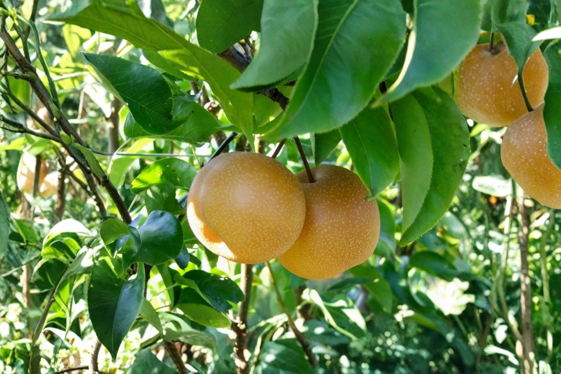 Grafted Shinseiki Asian Pear Tree – Self-Pollinating Fruit Tree for Home Gardens and Orchards
