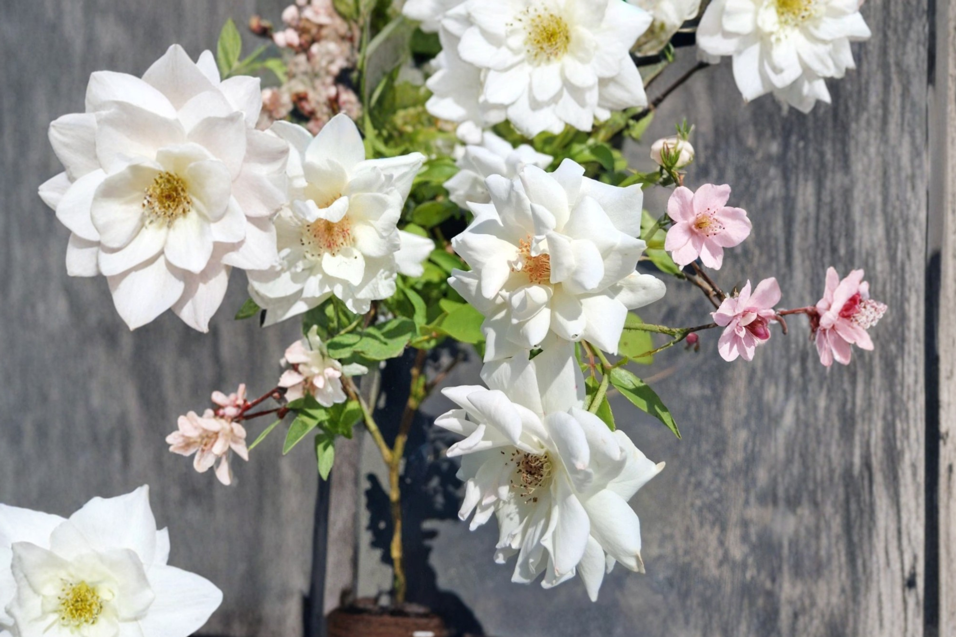 Iceberg Floribunda Rose Plant 2 Gal White Flowering Bush for Garden Borders Landscape, Rosa spp.