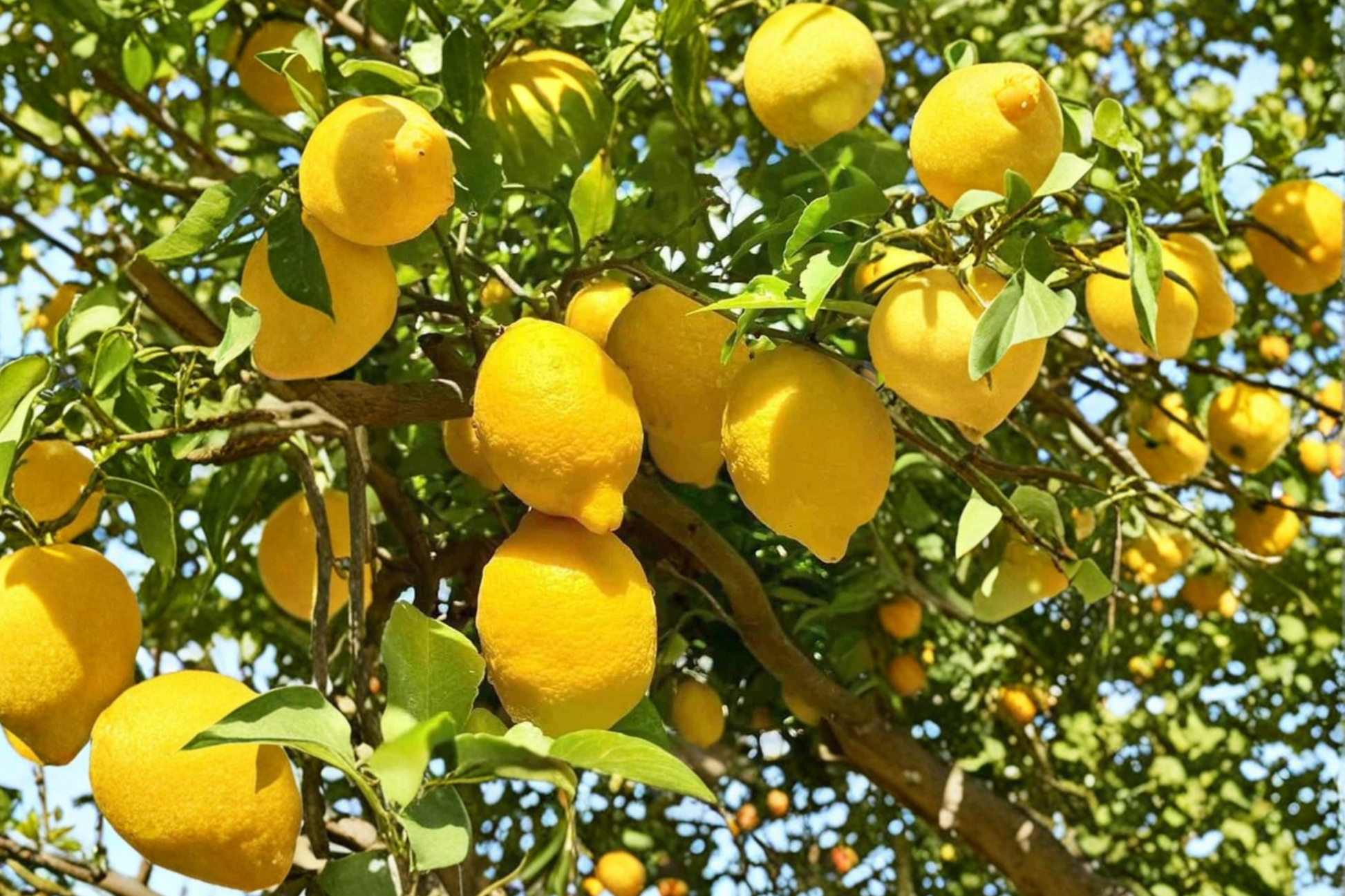Dwarf Meyer Lemon Tree – 2+ ft Air-Layered Citrus Meyeri Live Plant for Patio Garden & Container Growing