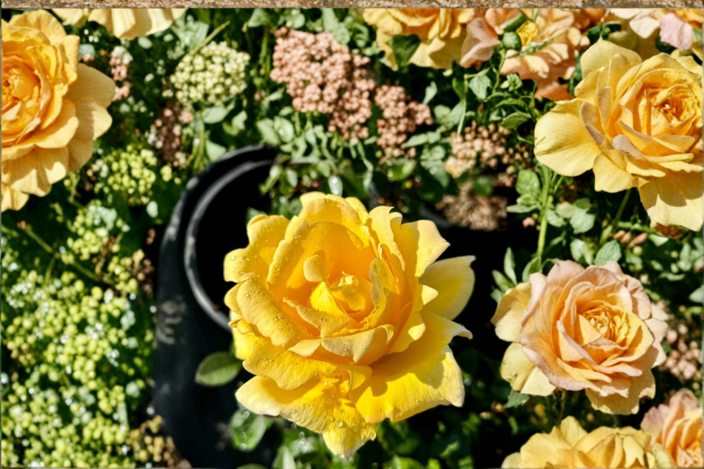 Oregold Grandiflora Rose Plant 2 Gal Live Bush Yellow Bloom Garden Landscape Outdoor Flowering Shrub