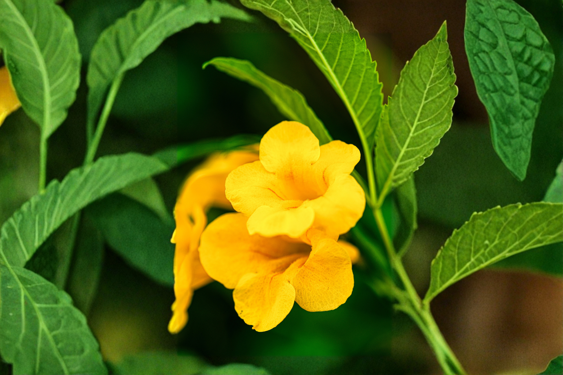 Yellow Crossvine Live Rooted Starter Plant – Bignonia capreolata – Butterfly & Hummingbird Vine