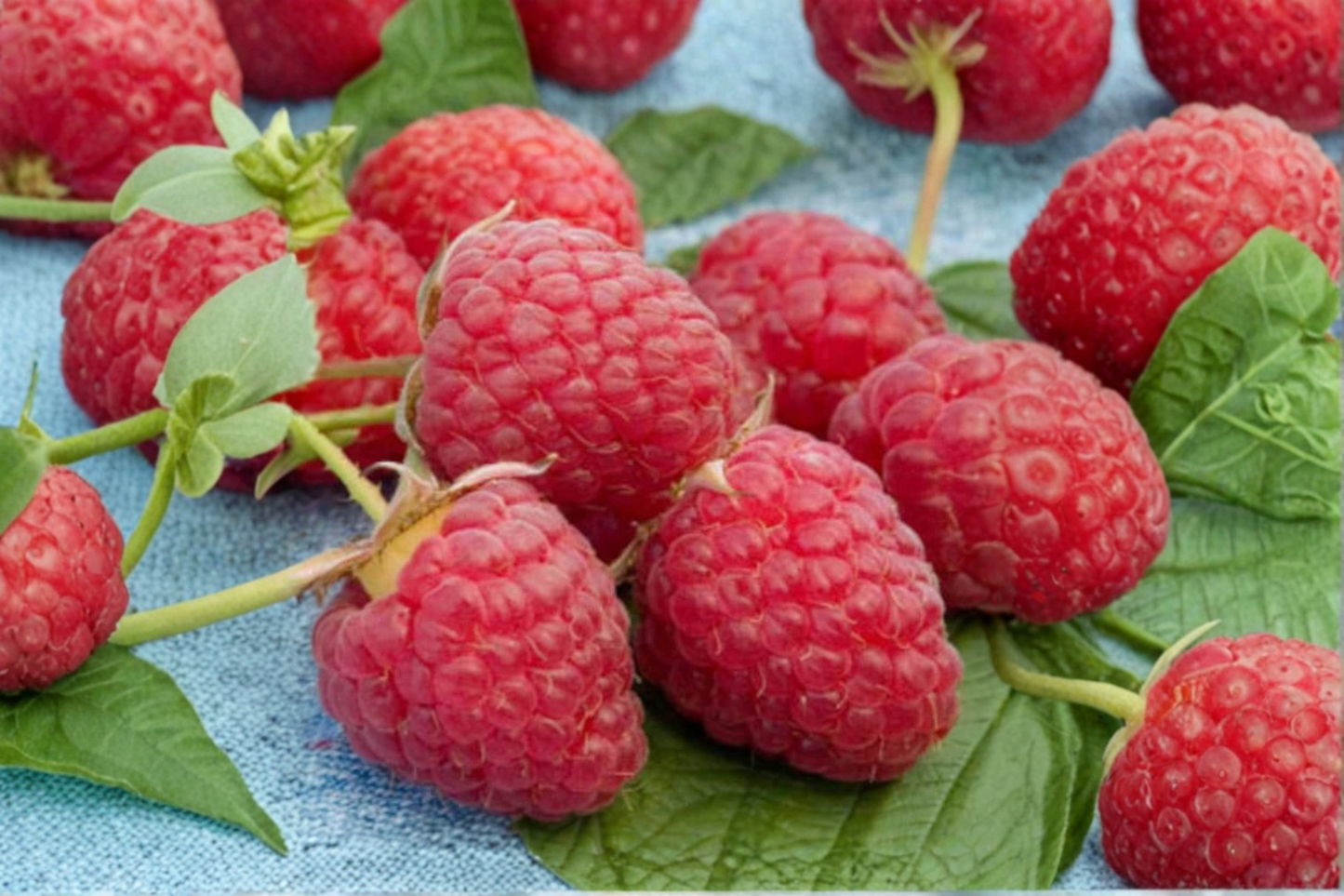 Dwarf Raspberry Seeds, Rubus idaeus, Compact Berry Plant for Container & Outdoor Gardens, 100 Seeds