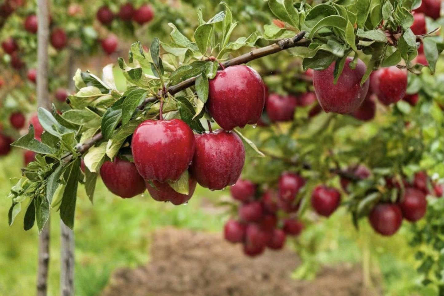Dwarf Red Delicious Apple Tree - Grafted Live Fruit Tree for Home Orchard & Garden, Compact Malus domestica