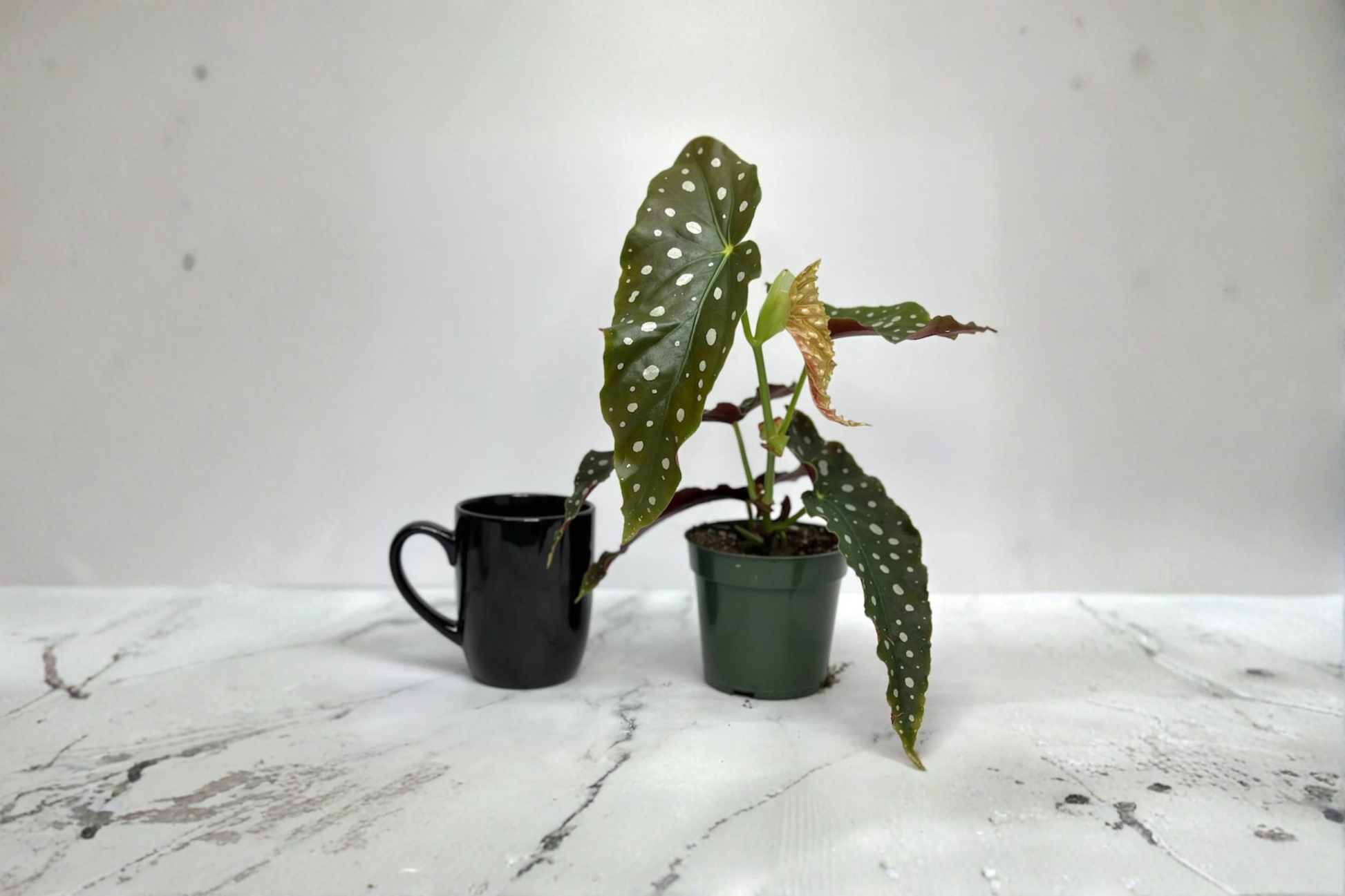 Begonia Maculata Live Plant, Starter Cutting, Polka Dot Foliage, Tropical Houseplant, Indoor Décor