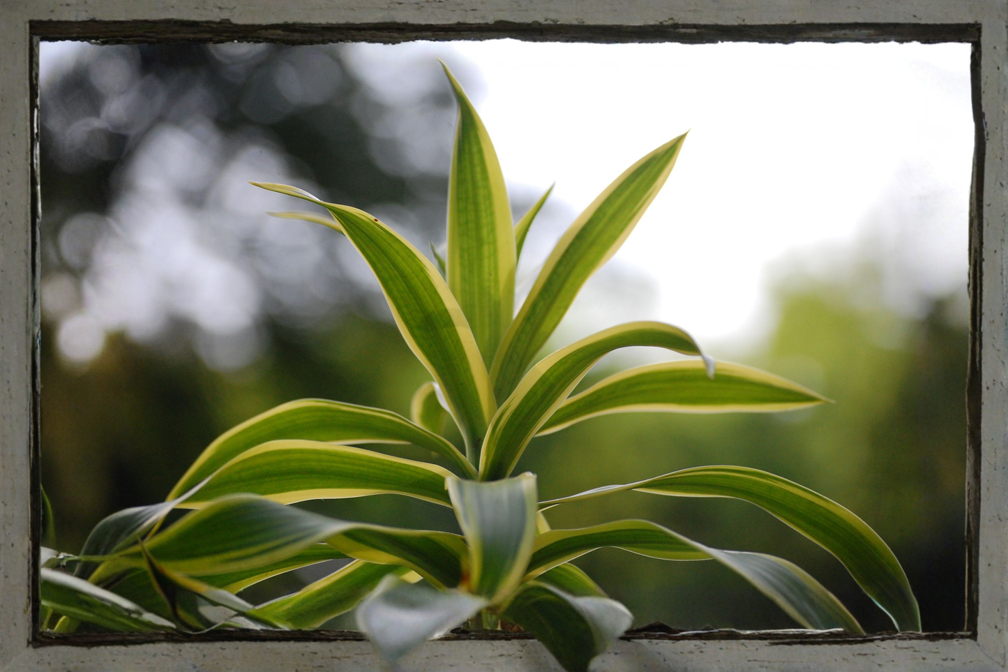 Dracaena 'Tornado' Live Plant – 4 Inch Pot – Curly Dracaena fragrans Houseplant