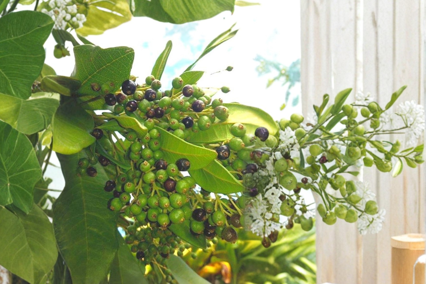 Allspice Live Plant – 3-4 ft Pimenta dioica Tropical Evergreen Tree for Patio Garden in Pot