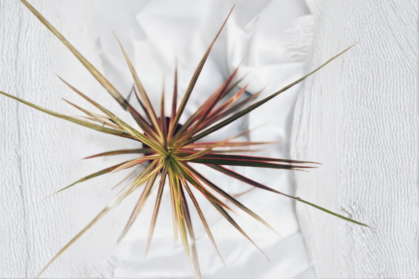 Live Dracaena marginata Indoor Plant – 1 Ft Tall Tropical Foliage Houseplant, Container Friendly, Low Maintenance