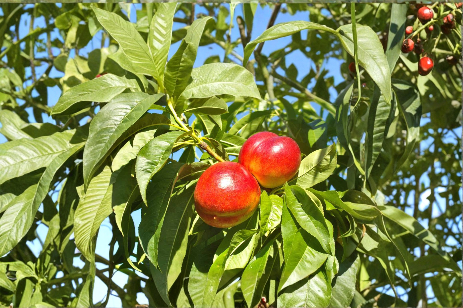 Sun Gold Nectarine Tree 4-6 FT Live Plant, Juicy Golden Yellow Fruit, Prunus persica var. nucipersica, Backyard Orchard, Easy Grow