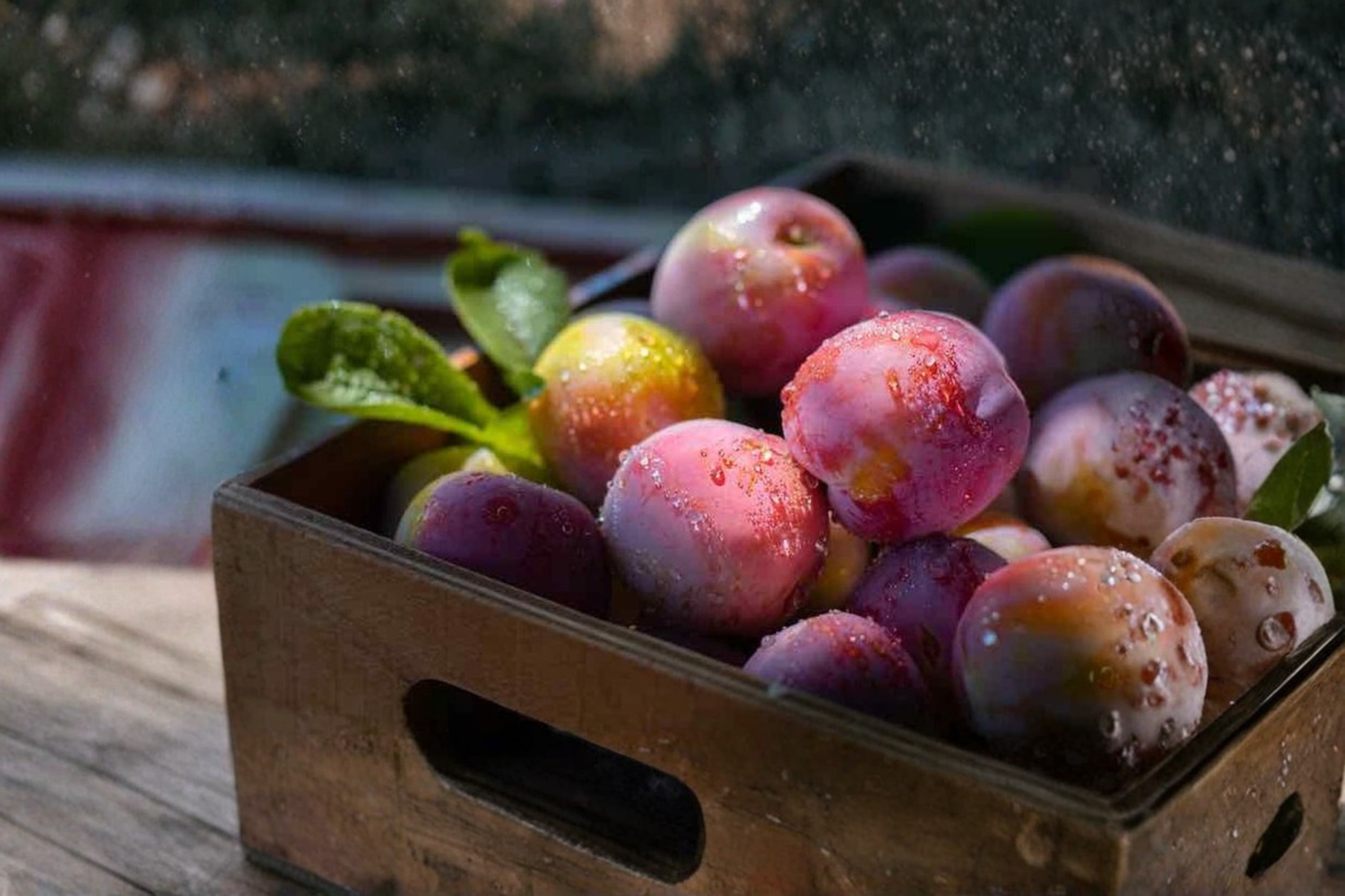 Methley Plum Tree Live Fruit Tree Grafted Prunus salicina for Backyard Orchard and Edible Landscape