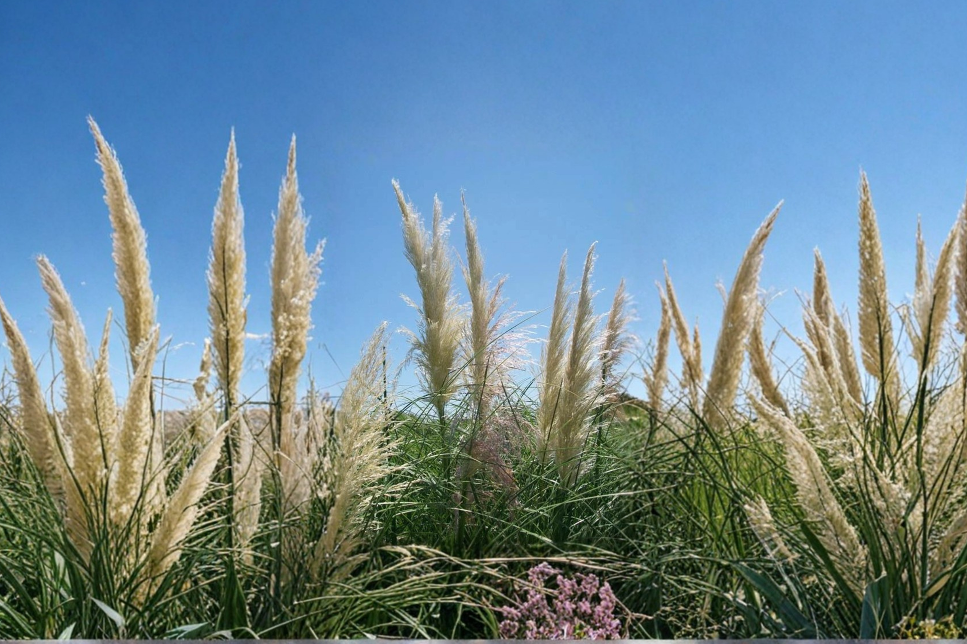 White Pampas Grass Live Plant 1 Gallon – Ornamental Grass for Landscape, Garden Border, White Feathery Plumes, Cortaderia selloana