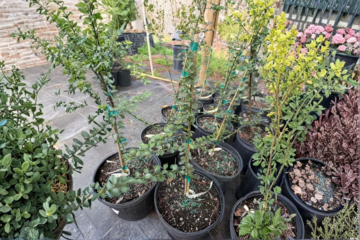 White Finger Lime Tree Grafted 2 ft Citrus australasica Live Plant for Patio Garden, Container, Citrus Fruit Tree