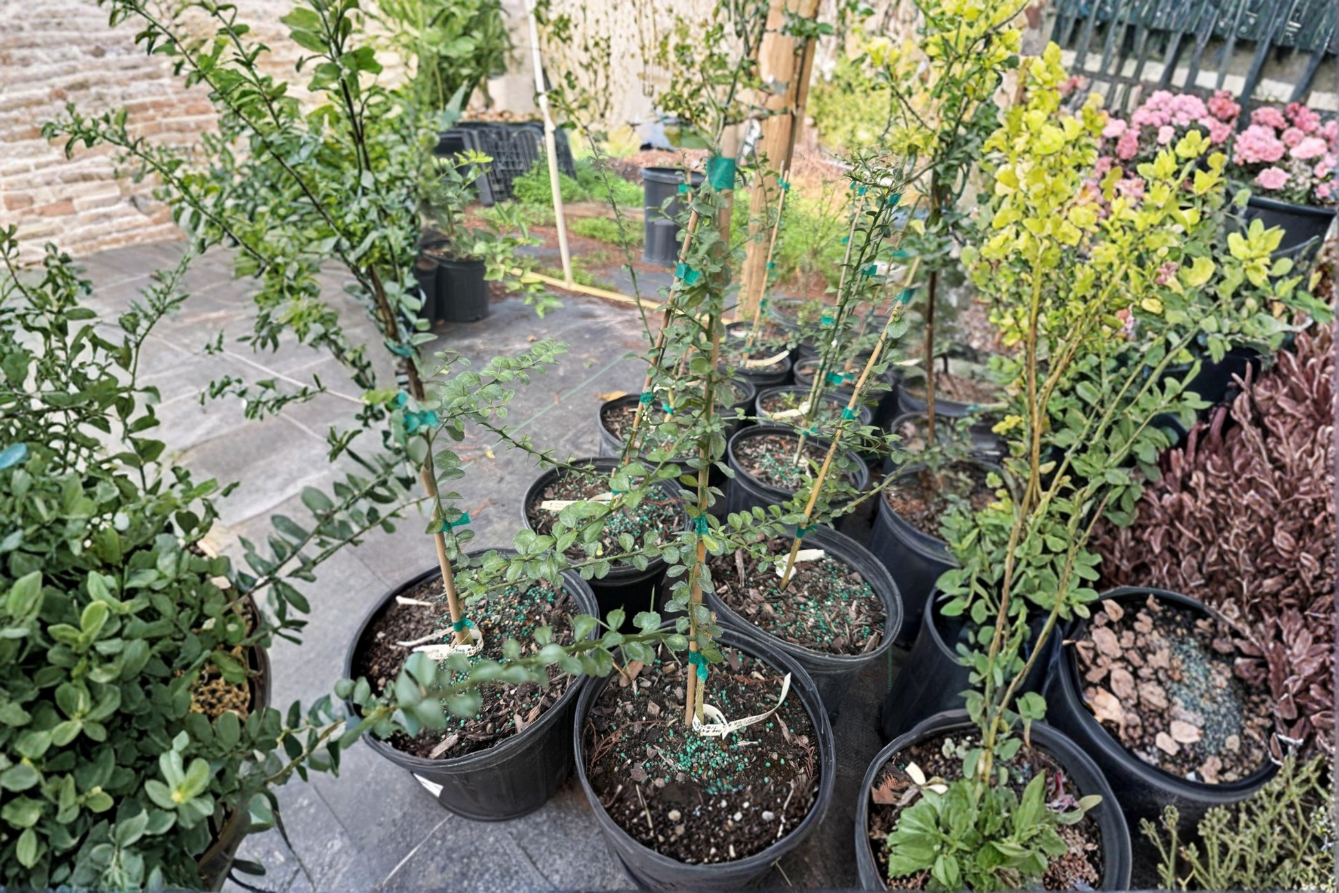 White Finger Lime Tree Grafted 2 ft Citrus australasica Live Plant for Patio Garden, Container, Citrus Fruit Tree