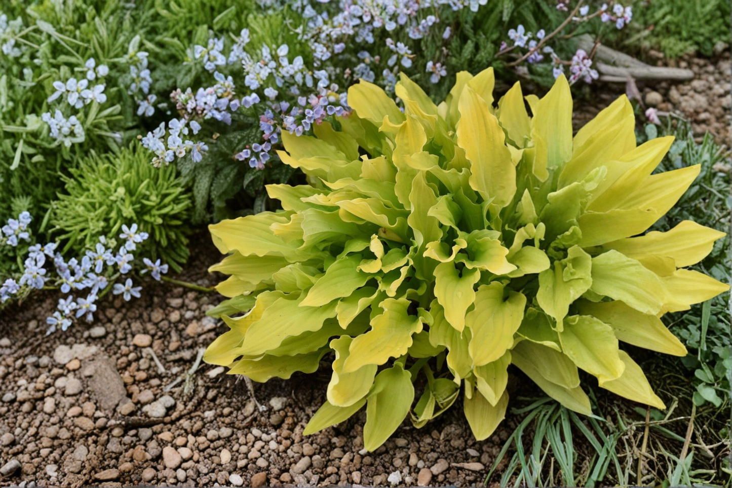 Hosta 'Time in a Bottle' - 3-Inch Pot Variegated Shade Perennial with Yellow & Green Foliage
