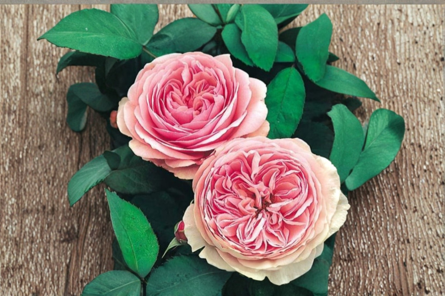 Rare Pink English Rose Seeds - Fragrant Flower Bush for Outdoor Garden, 30 Seeds, Rosa spp.