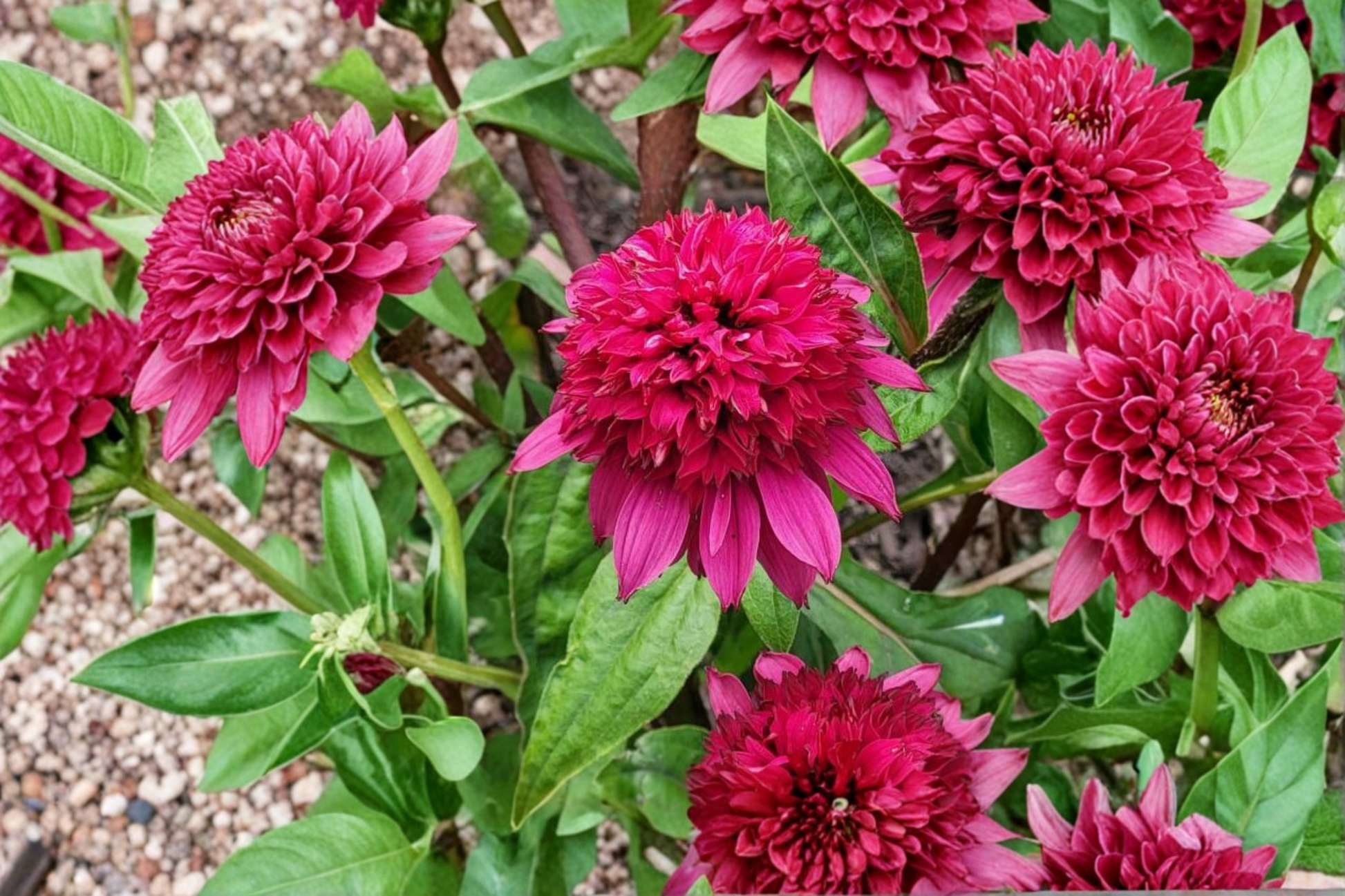 Double Scoop Raspberry Deluxe Coneflower Live Plants – 3 Rooted Starters in 1 Qt Pots, Pink Echinacea, Herbaceous Perennials