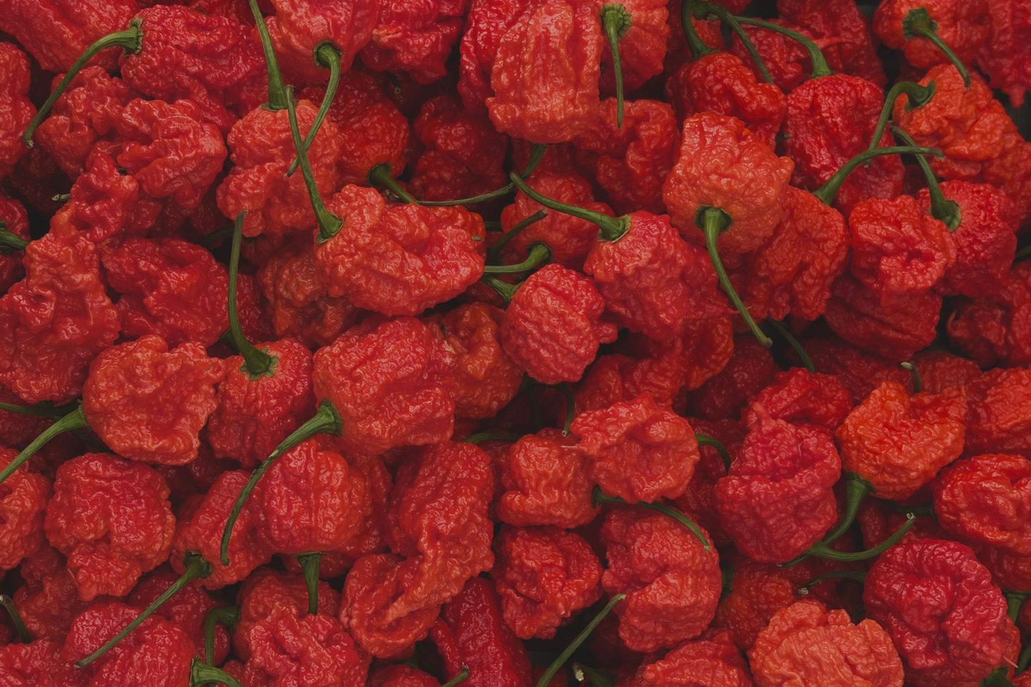 Carolina Reaper Live Pepper Plants - Lot of 3 - 75+ Day Old Capsicum chinense Starters