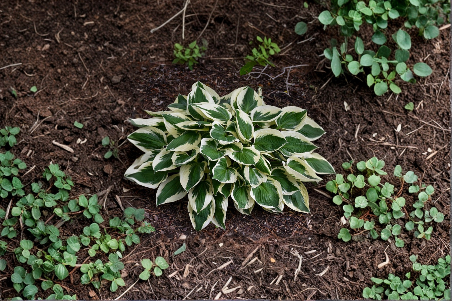 Patriot Hosta 3-Inch Pot Variegated Shade Perennial Green White Foliage Garden Plant