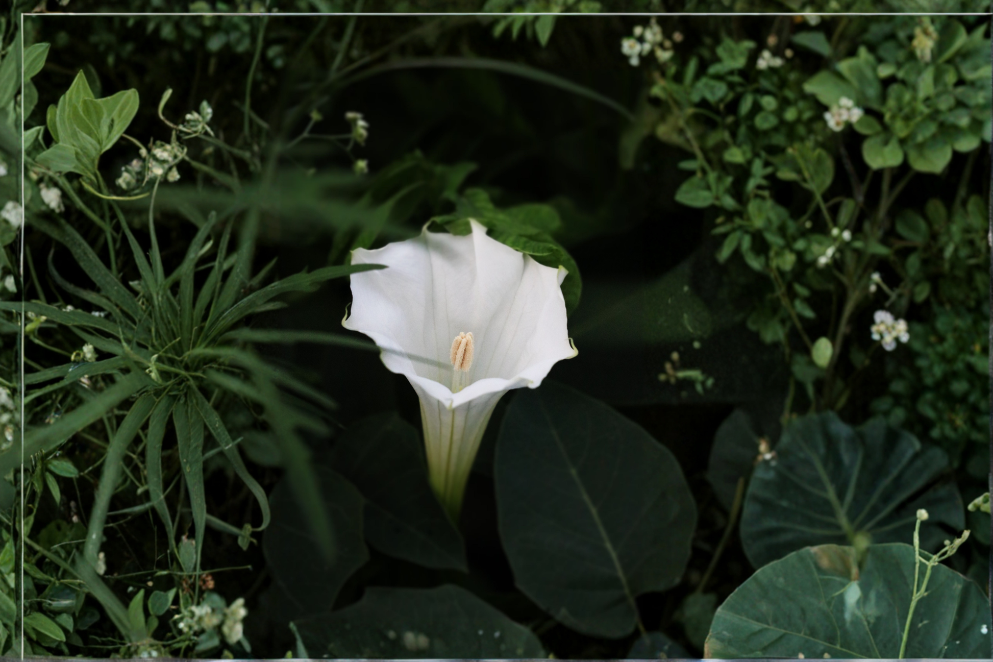 3 Live Rooted Angel Trumpet Plants with Pots – Single Pink Brugmansia