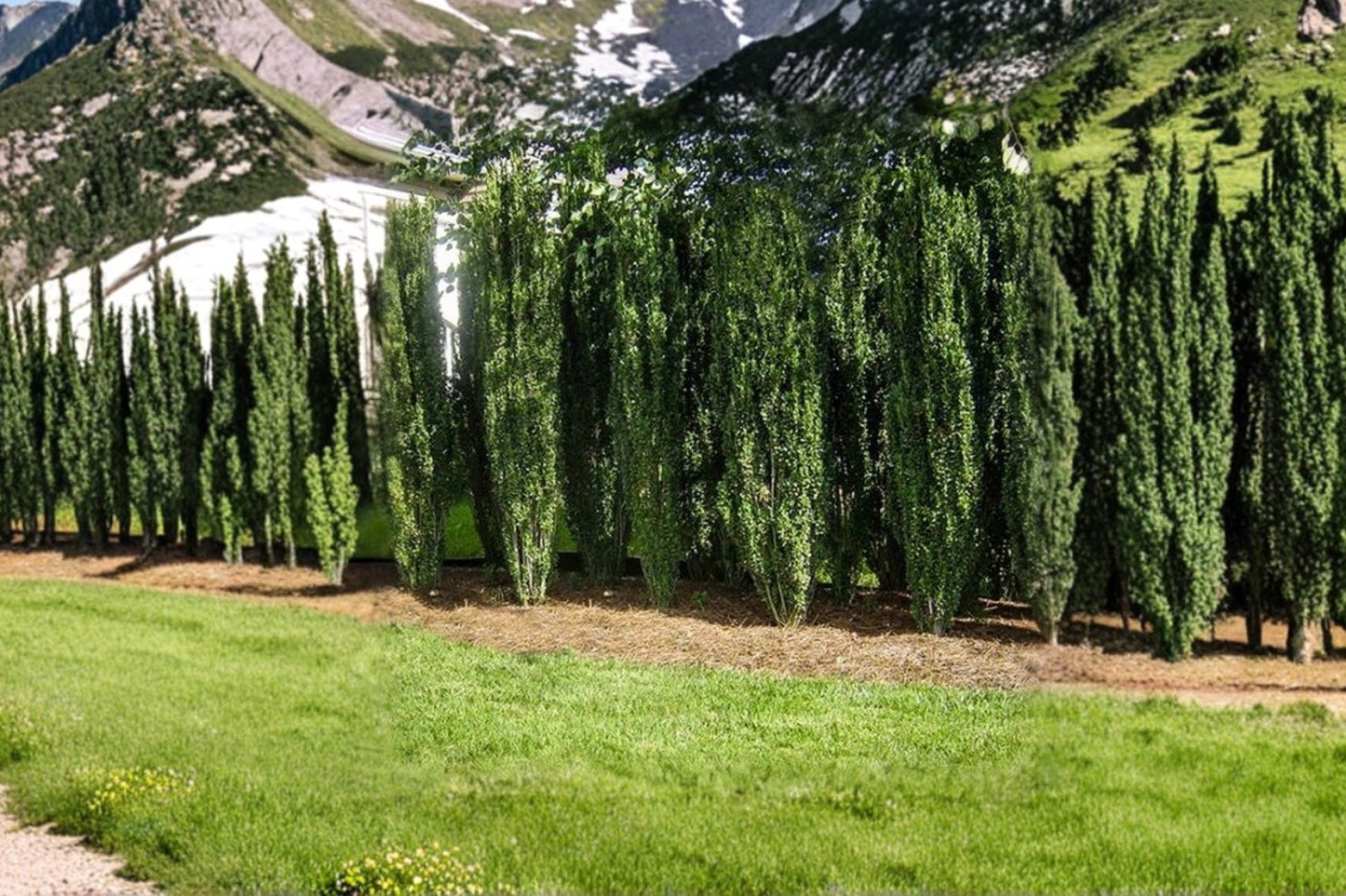 Japanese Holly Sky Pencil 3 Gal Live Shrub – Ilex crenata Columnar Evergreen Hedge for Landscaping & Privacy