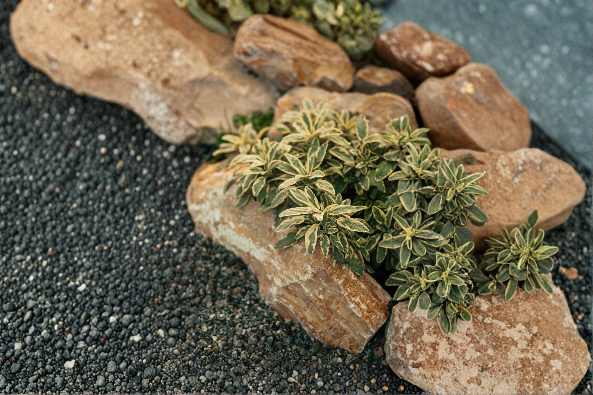 Golden Variegated Sage Live Plant, Herb, Variegated Foliage, Salvia officinalis, Perennial Starter Plant