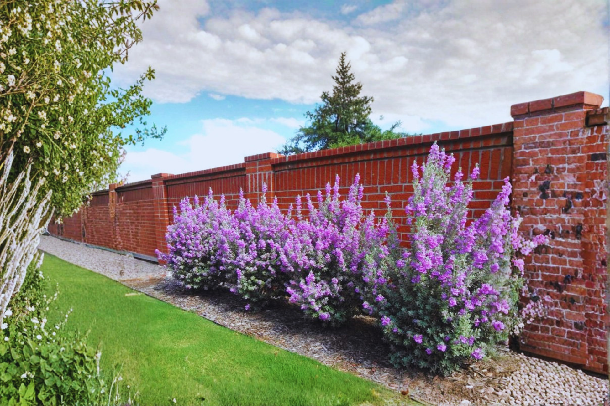 Purple Texas Sage Live Plant – 2–3 Ft Drought Tolerant Evergreen Shrub for Garden, Landscape, Hedge, Full Sun, Leucophyllum frutescens