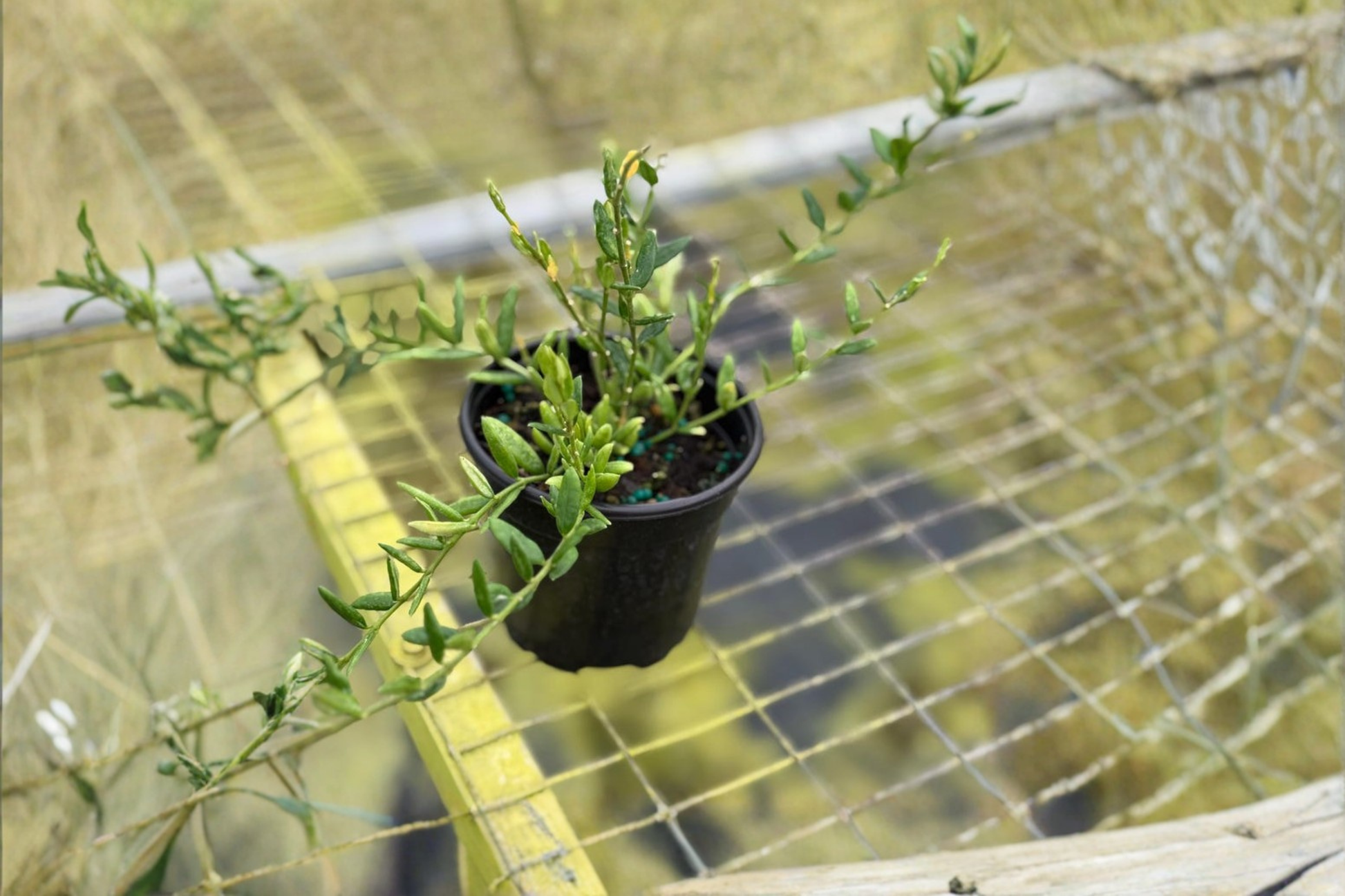 Trailing Hoya Engleriana Live Plant, 4-Inch Pot, Rare Tropical Indoor Houseplant, Climbing Vine, Green Foliage
