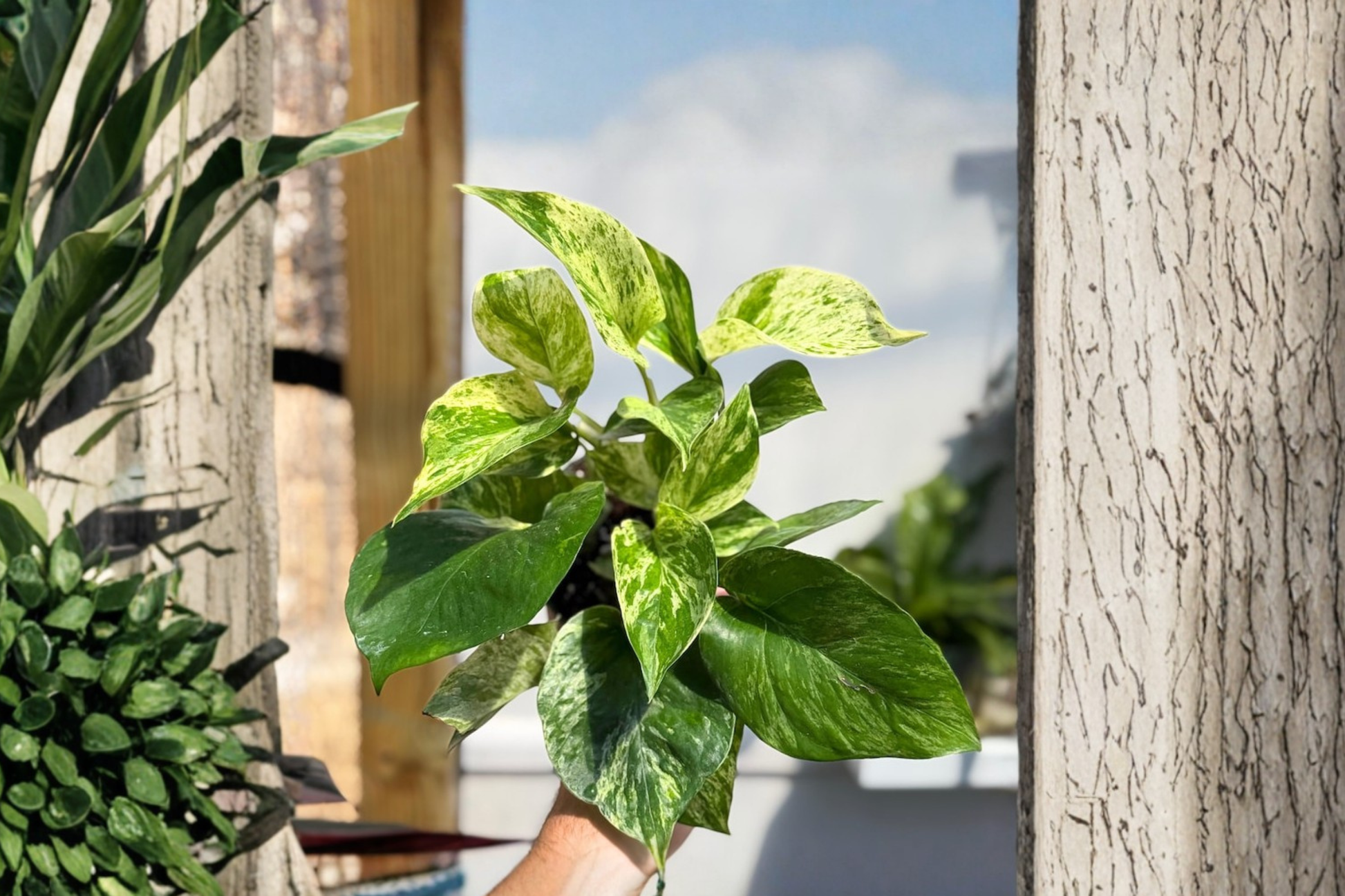 Marble Queen Pothos Live Plant, Variegated Epipremnum aureum Cutting, Indoor Houseplant, Trailing Foliage