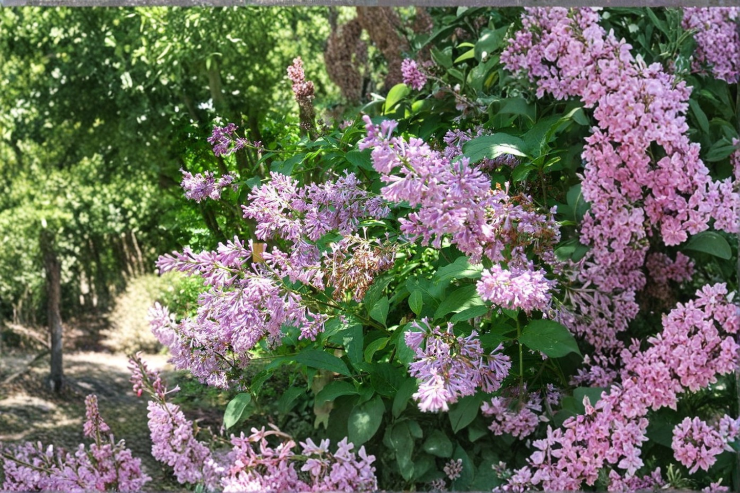 Donald Wyman Lilac Live Plant 2 Gallon Pot Syringa prestoniae Pink Fragrant Cold Hardy Shrub