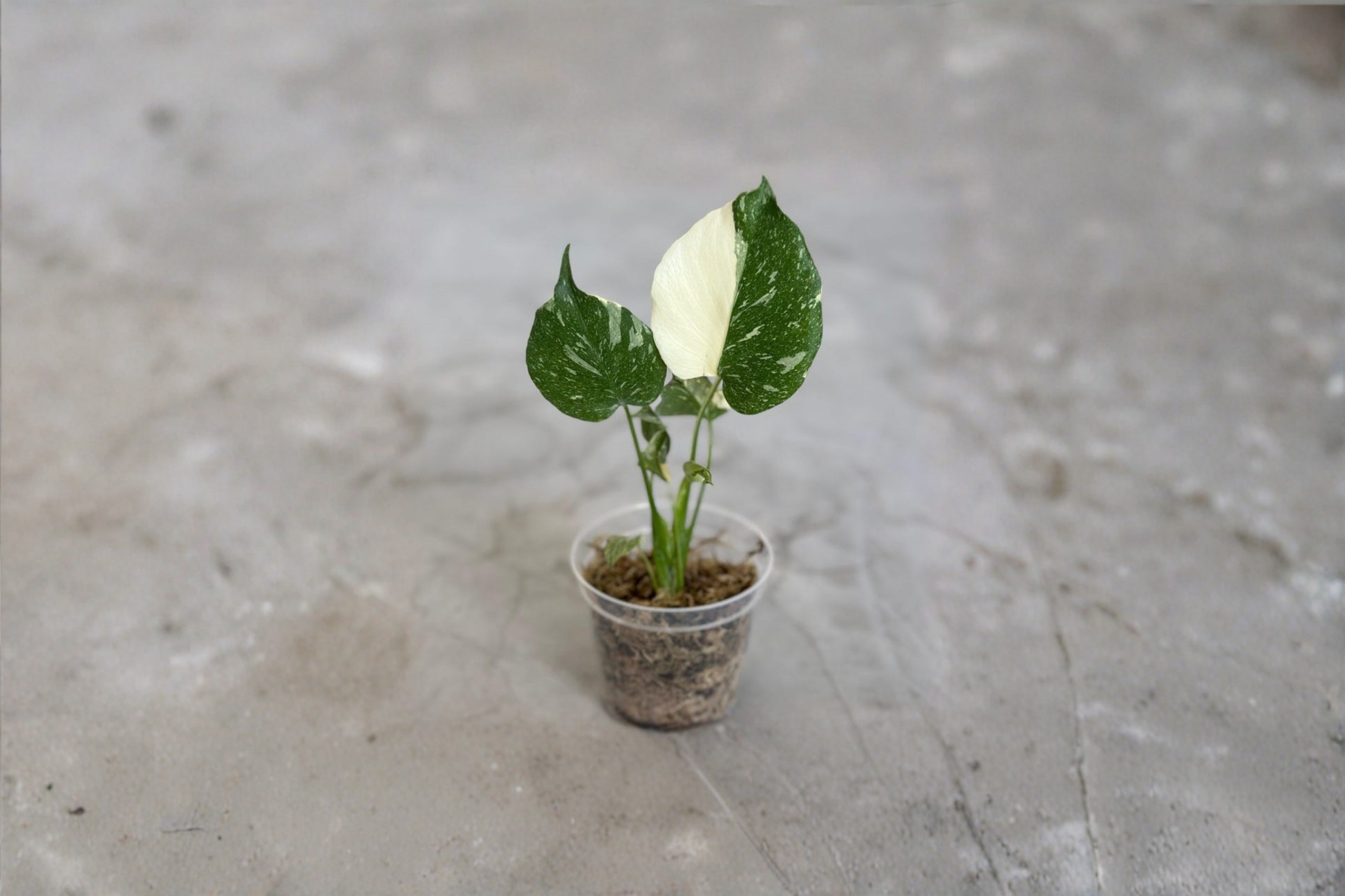 Monstera Thai Constellation Live Plant, Variegated Monstera, 3-4 Inch Pot, Tropical Climbing Houseplant, Indoor Decor