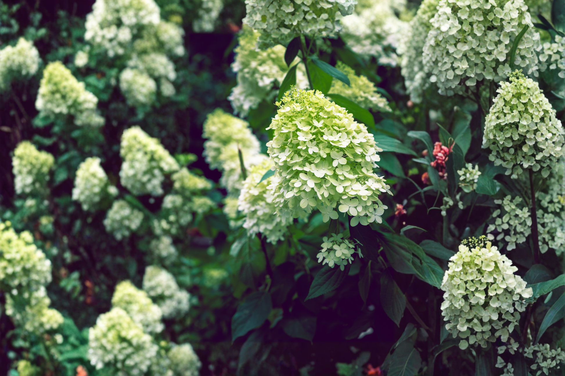 Limelight Panicle Hydrangea Live Plants – 2 Rooted Starters in 1/2 Gallon Pots, White & Green Flowering Shrubs, Hydrangea paniculata