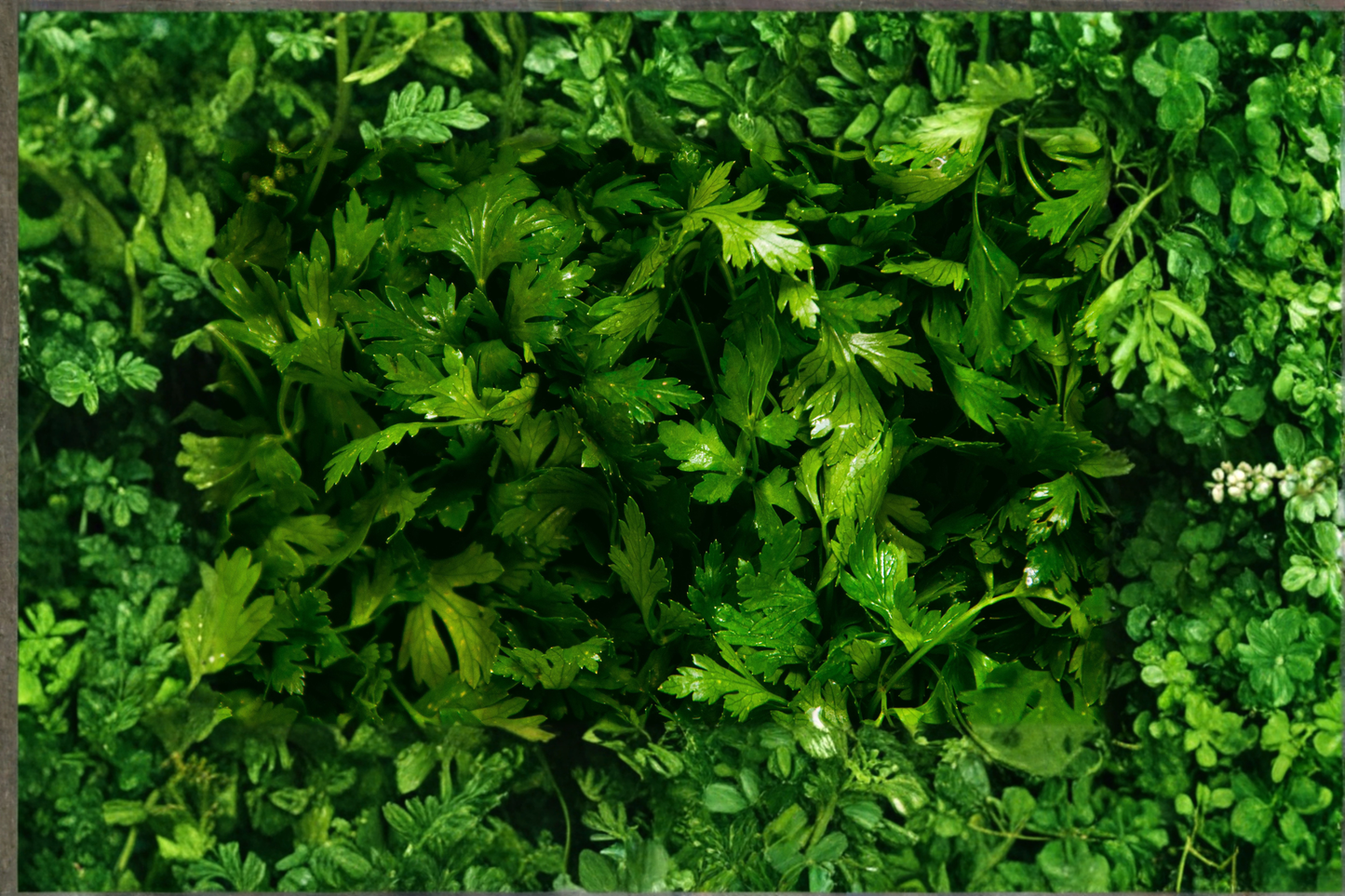 Curly Parsley Live Herb Plant Rooted Starter | Petroselinum crispum | Container-Friendly, Green Foliage