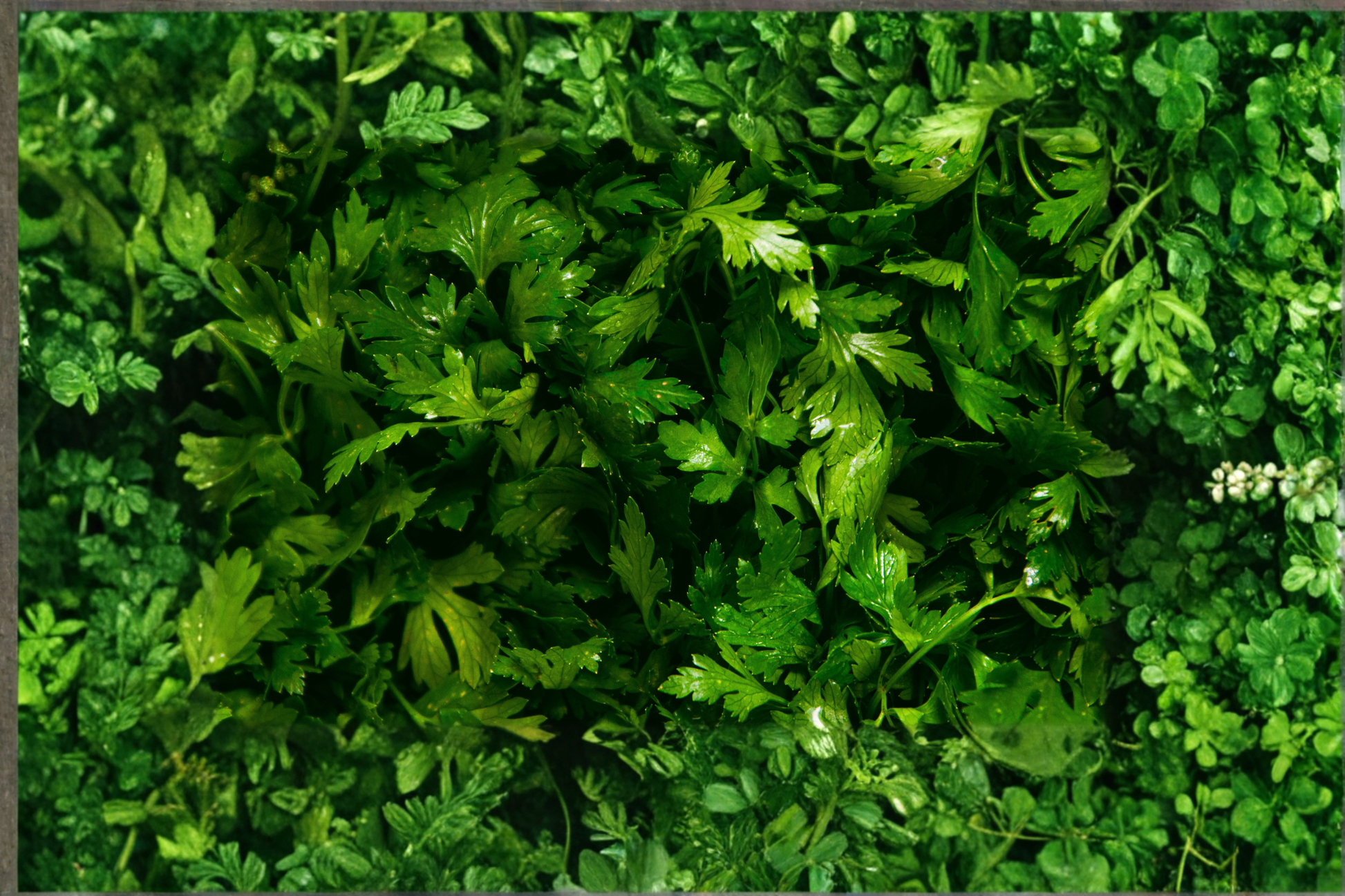 Curly Parsley Live Herb Plant Rooted Starter | Petroselinum crispum | Container-Friendly, Green Foliage