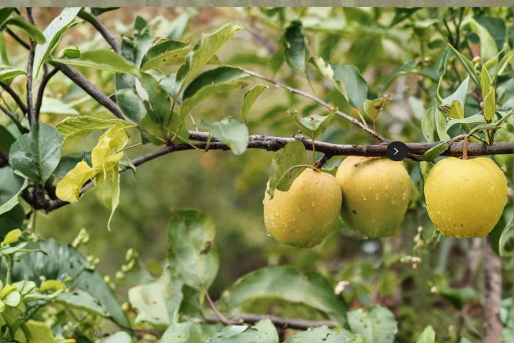 Ein Shemer Apple Tree – Self-Pollinating Yellow Apple, Early Season Fruit, Malus domestica