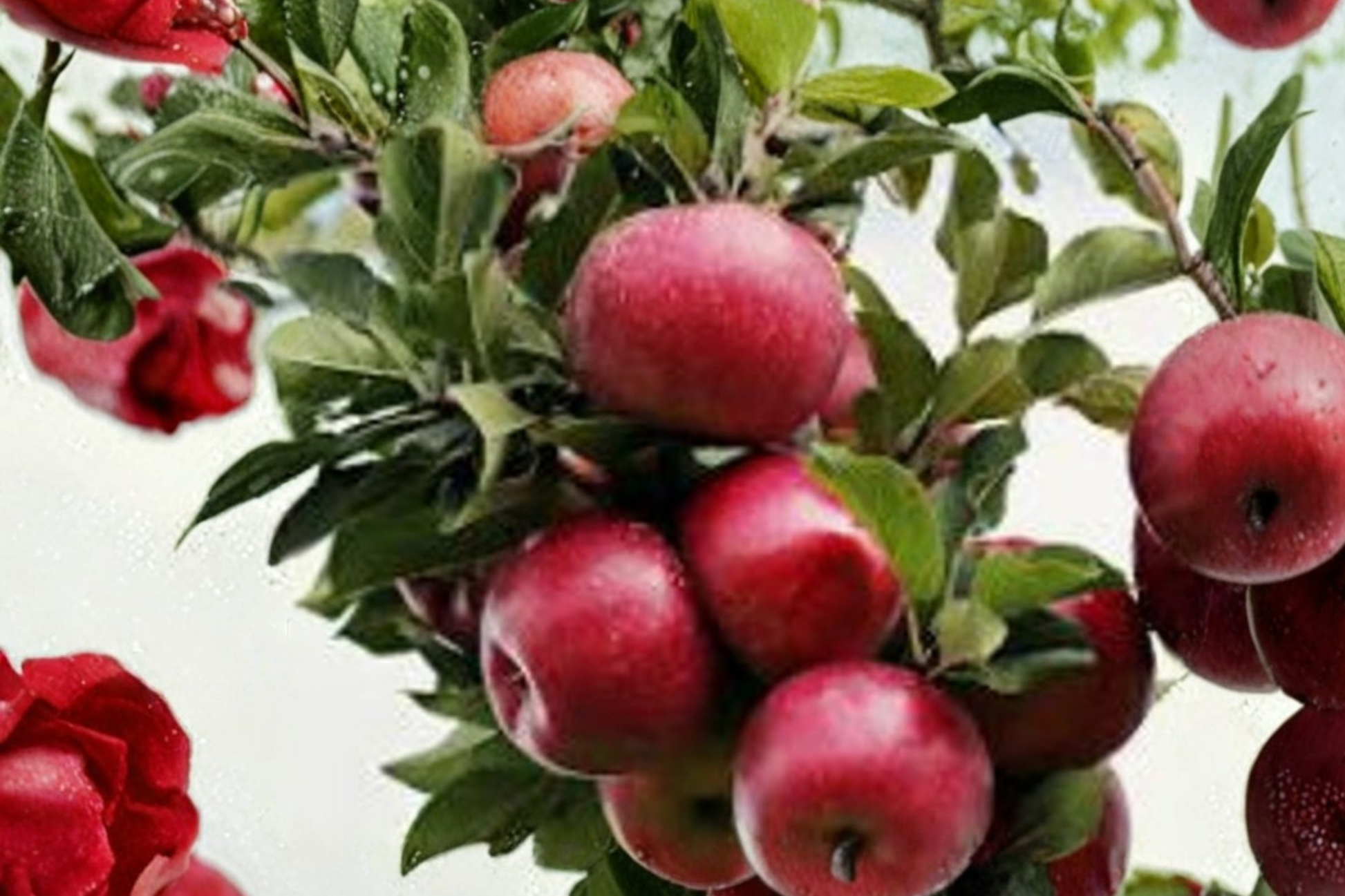 Semi Dwarf Apple Tree Seeds – Malus domestica, 4+ Fruit Tree Seeds for Garden, Orchard & Container Planting