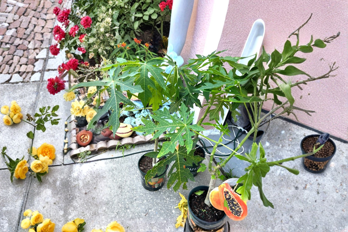 Red Lady Dwarf Papaya Live Plant – 2ft Tall Tropical Fruit Tree, Carica papaya, Compact, Edible, Container Garden