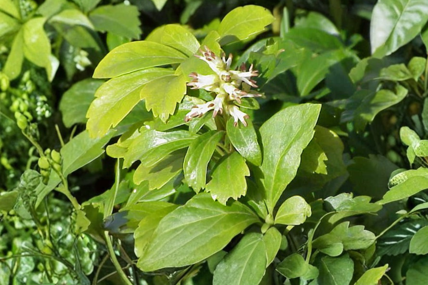 Japanese Spurge Live Plants – 35 Pack – Organic Pachysandra Ground Cover
