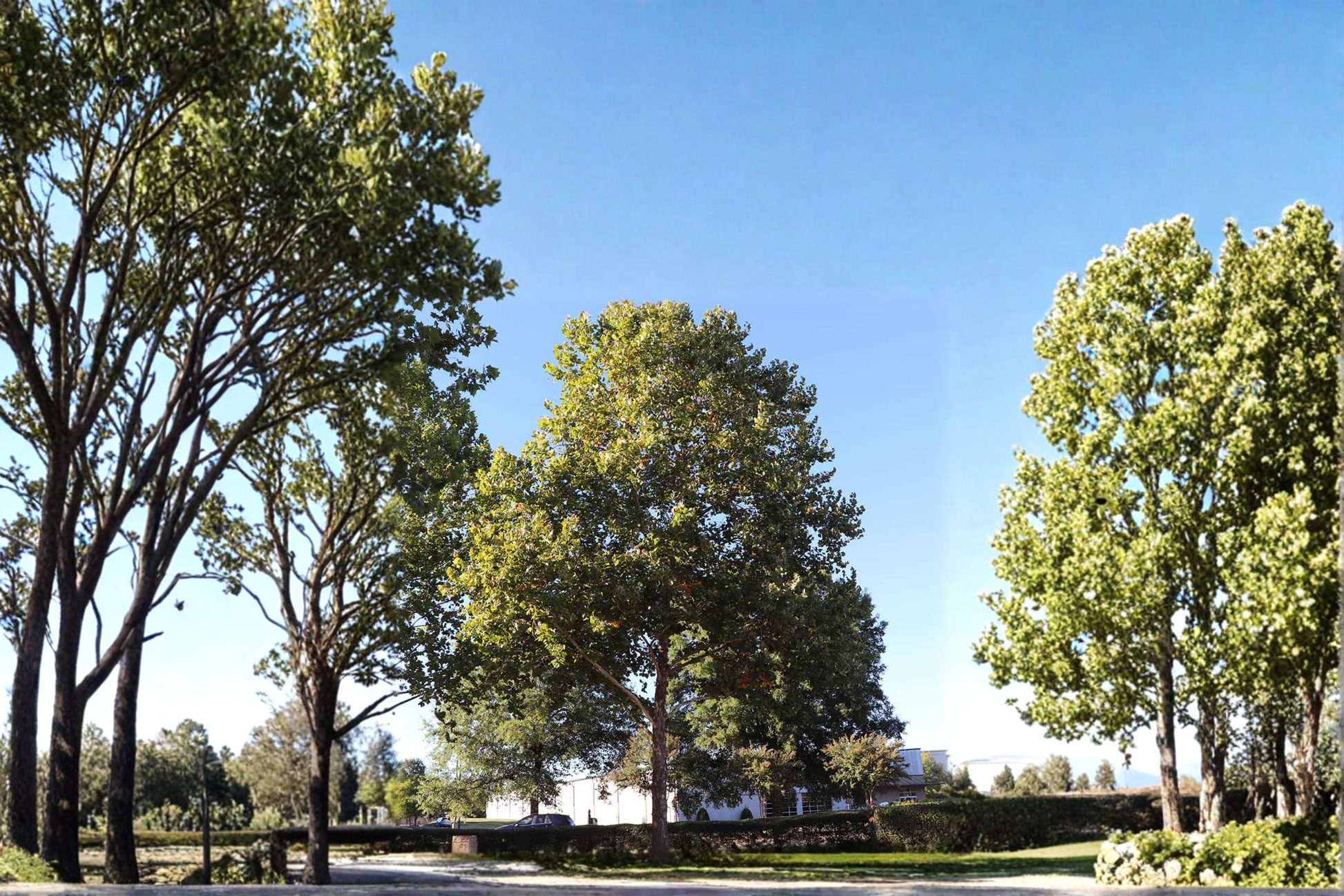 Live Sycamore Tree 4-6 Ft Deciduous Shade Tree Platanus occidentalis for Garden Landscape