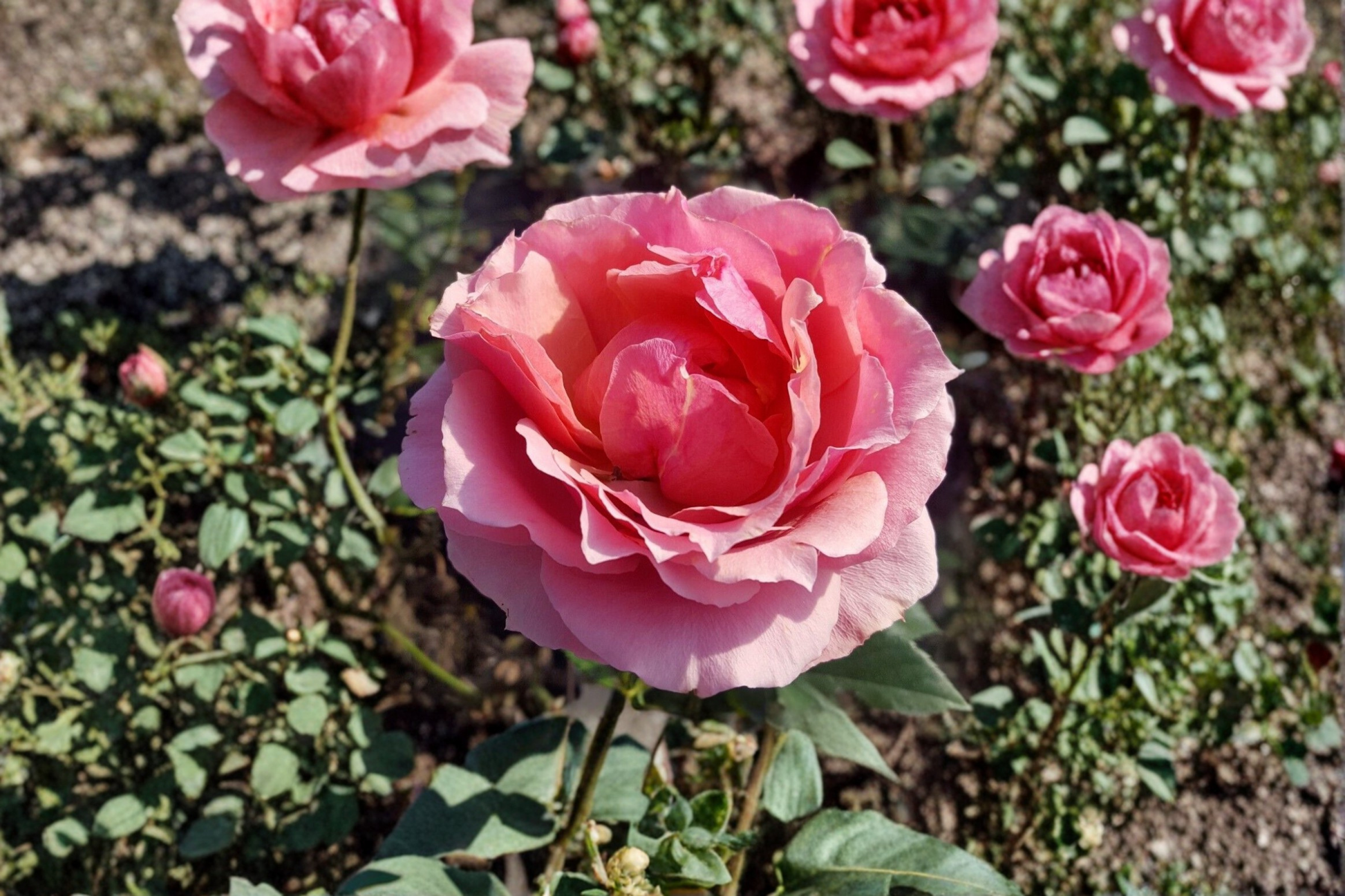 Princesse de Monaco Rose Live Plant 1 Gallon Pink and White Grandiflora Flowering Shrub for Garden, Landscape, Outdoor Plant