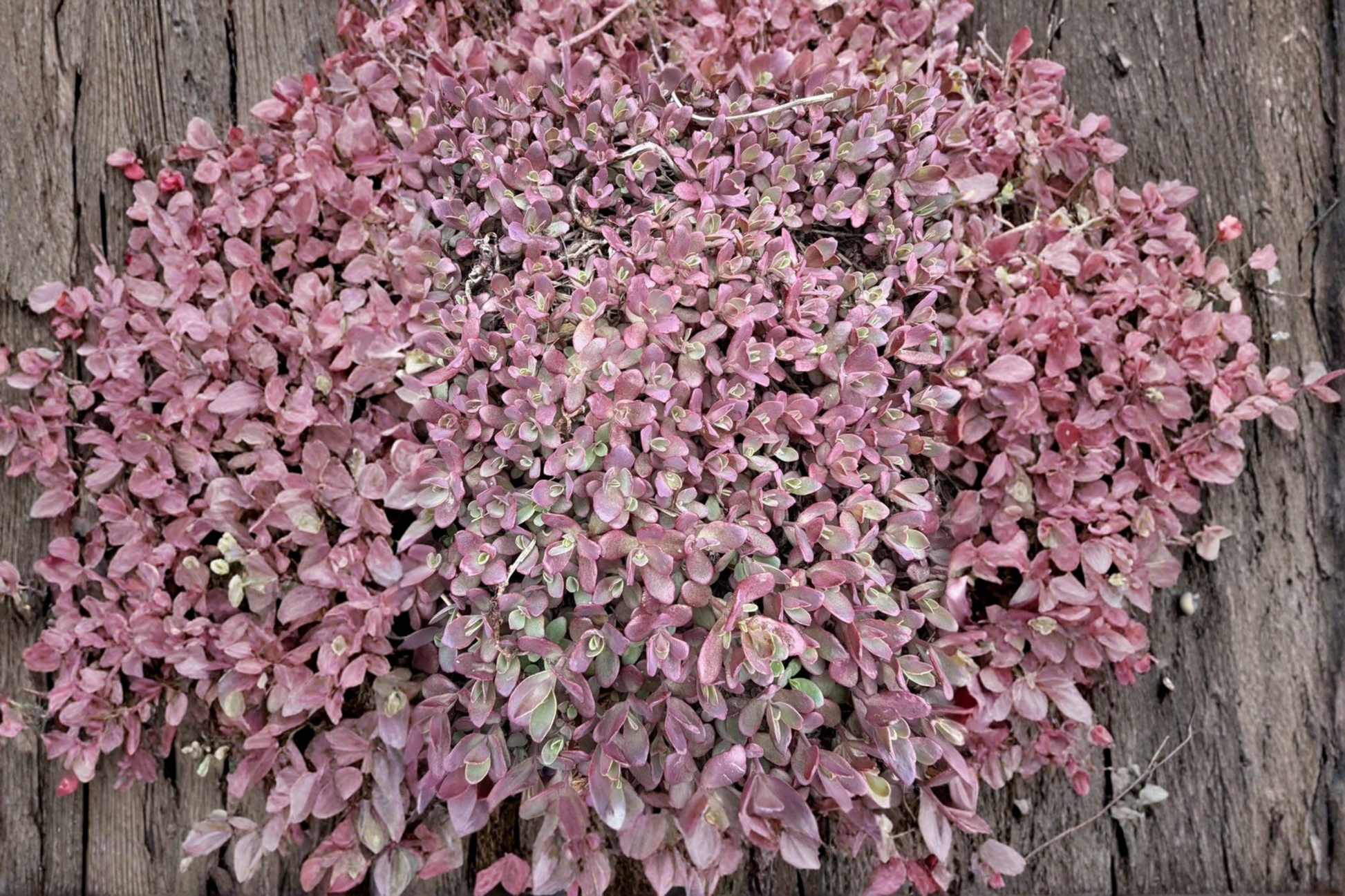 Sedum 'Firecracker' Live Plant – 4 Inch Pot – Perennial Succulent Ground Cover