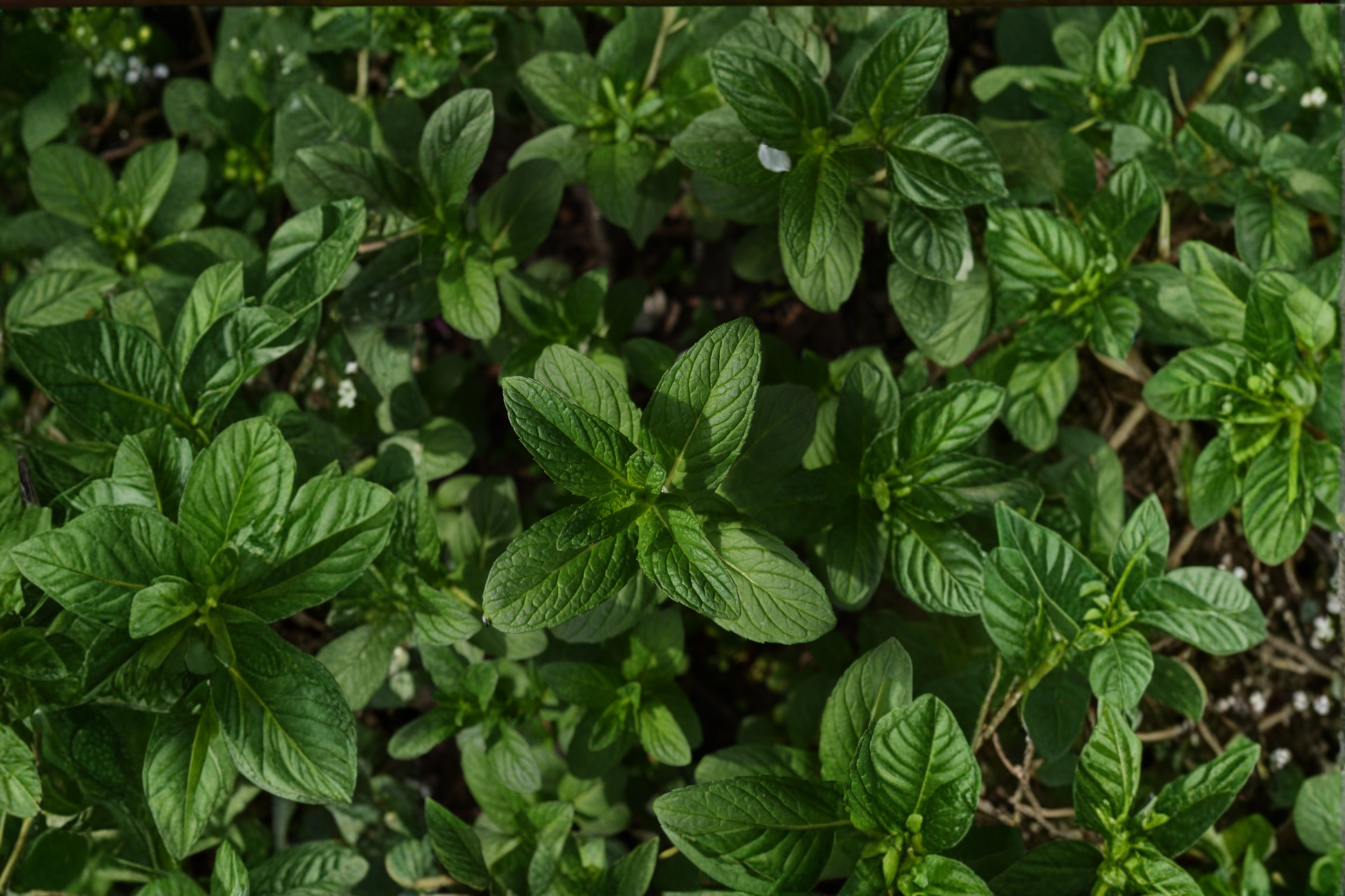 Organic Yerba Buena Mint Live Plant – Mentha spicata Herb, 5-9 Inch Rooted Plant for Garden & Containers