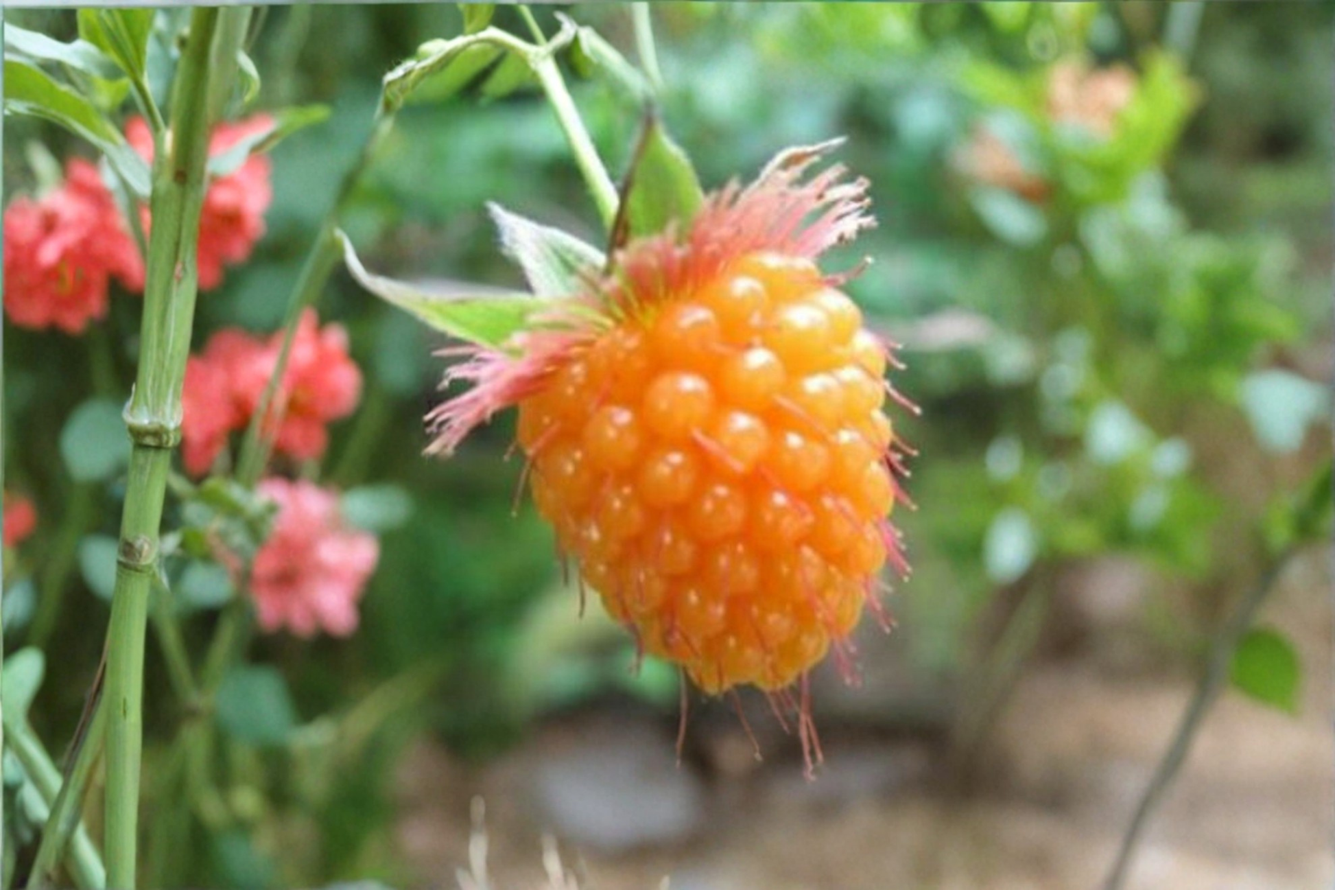 Salmonberry Seeds Rubus spectabilis Rare Edible Fruit Shrub for Garden & Outdoor Planting