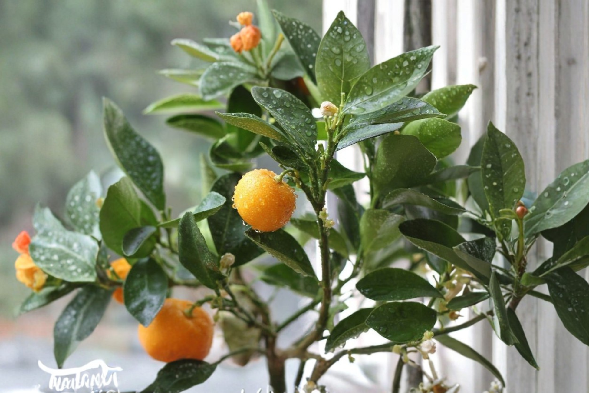 Calamondin Citrus Tree – Grafted Semi-Dwarf Fruiting Plant, Self-Pollinating, Ready to Plant, Citrus Fruit Tree, Citrus Plant