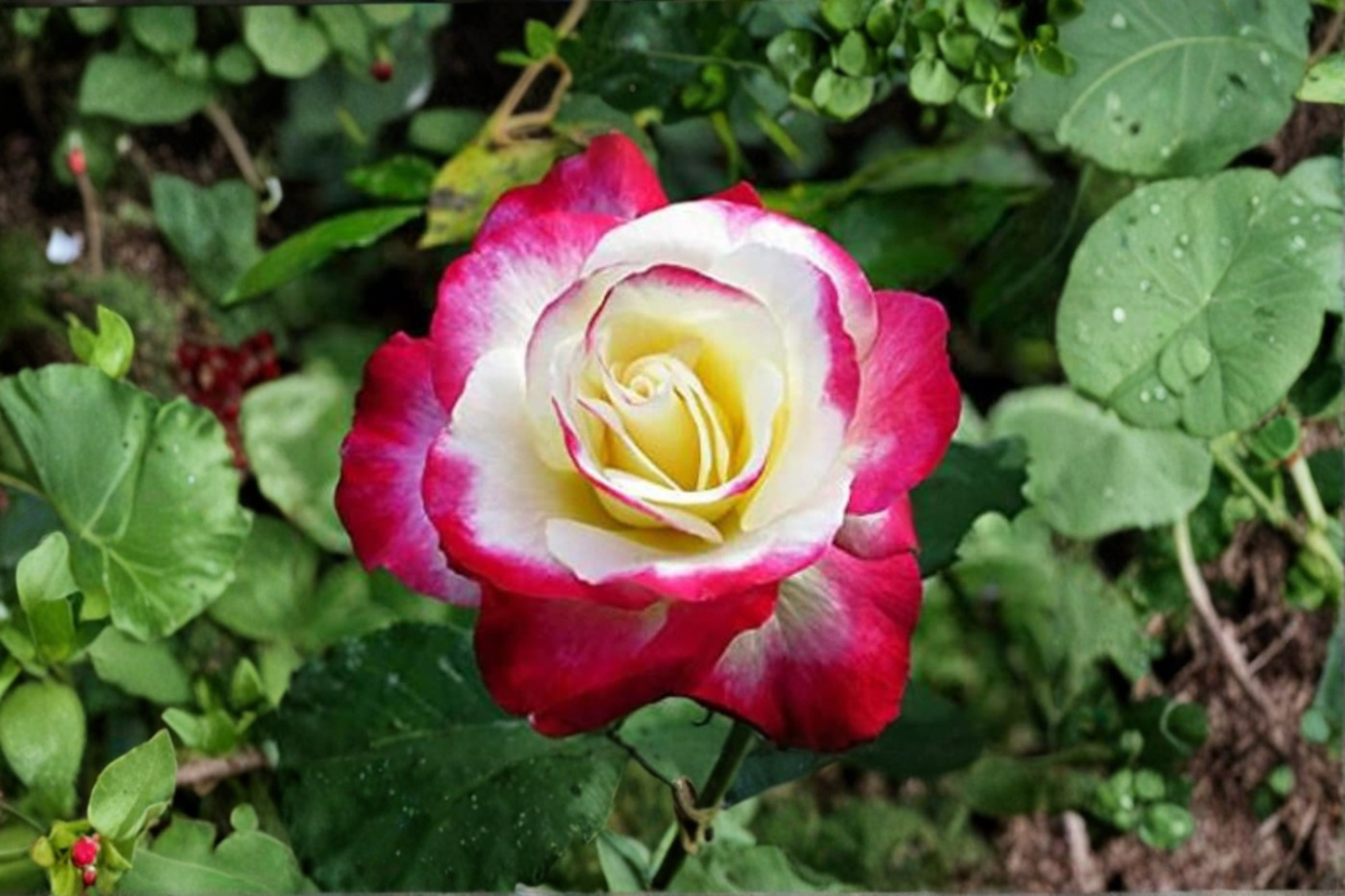 Moonlight Pink Rose Seeds – Ornamental Flower Seeds for Garden Planting, Pink Rosa Hybrid, 20 Pack