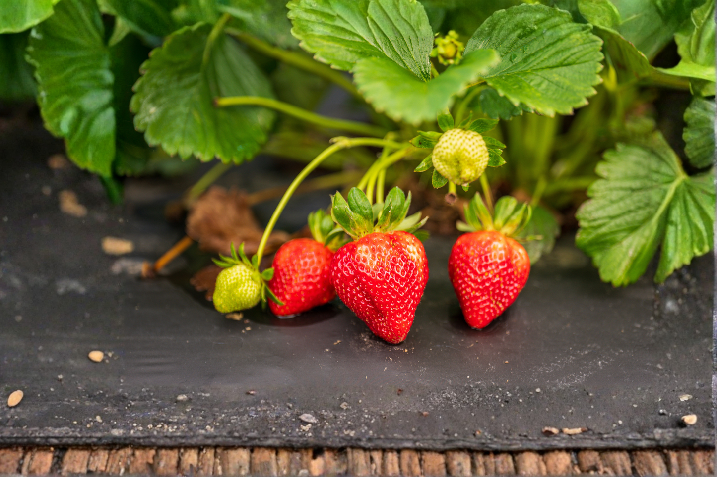 Ozark Beauty Everbearing Strawberry 10 Bare Root Plants - Fragaria × ananassa